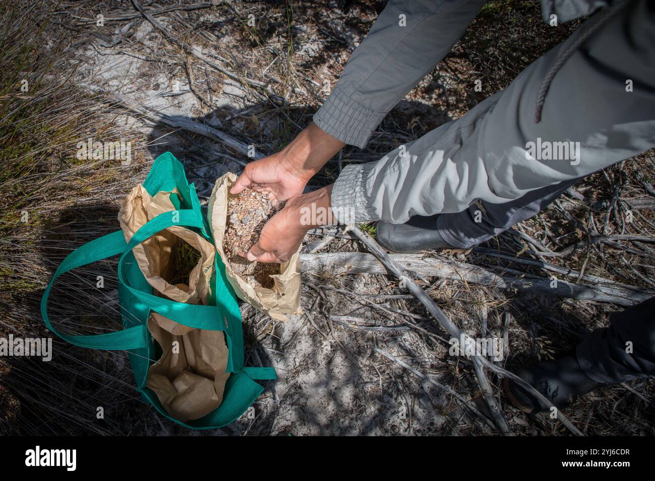 Ein Ökologe sammelt Samen von Cliffortia polygonifolia, um Cape Flats Sand Fynbos in Gebieten wiederherzustellen, in denen die natürliche Bodensaatenbank zerstört wird. Stockfoto