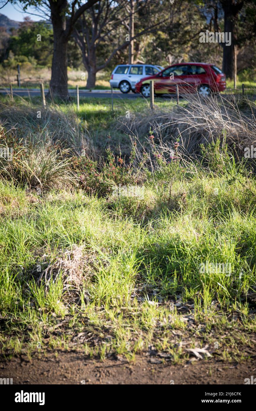 Die ausgestorbene Whorl Heath, Erica verticillata, wächst auf einem Stück Land zwischen einem Entwässerungsgraben, einer asphaltierten Straße und einem Parkplatz im unteren Tokai. Stockfoto