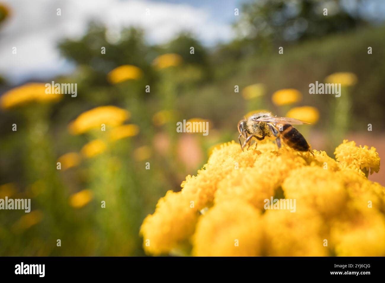 Athanasia crithmifolia, geteiltes Kannidood, wächst auf sandigen Ebenen und Hängen und ist beliebt bei Kaphonbienen, APIs mellifera, Lower Tokai, Kapstadt. Stockfoto
