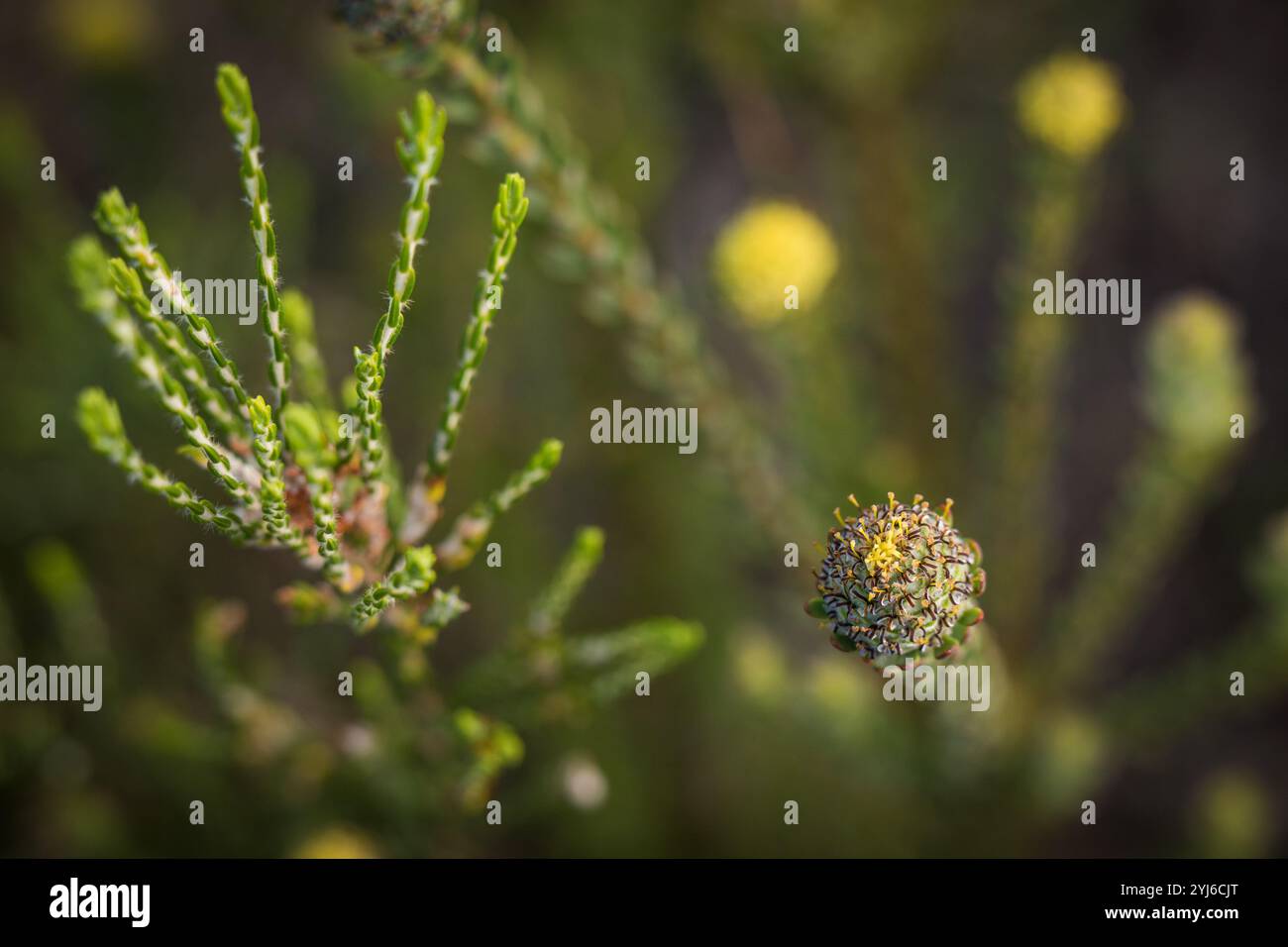 Der Cape Flats Conebush, Leucadendron levisanus, ist eine vom Aussterben bedrohte Cape Flats Sand Fynbos Art im Table Mountain National Park in Kapstadt. Stockfoto