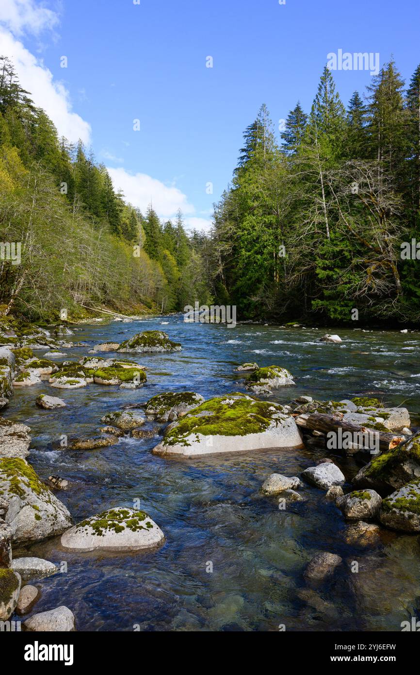 Pazifischer Nordwesten wilder Bergfluss, der an sonnigen Tagen durch den Wald fließt Stockfoto