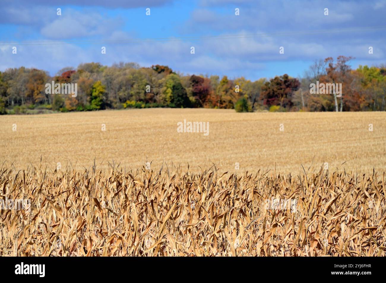 Polo, Illinois, USA. Ein Maisfeld wartet auf die Ernte, während im Hintergrund ein anderes Feld zeigt, dass es seine Ernte bereits erwirtschaftet hat. Stockfoto