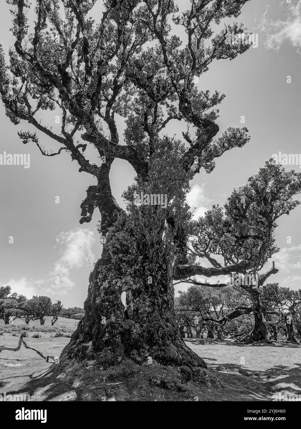 Nahaufnahme eines knorrigen Baumstamms und Zweige im Fanal Forest, Madeira. Stockfoto
