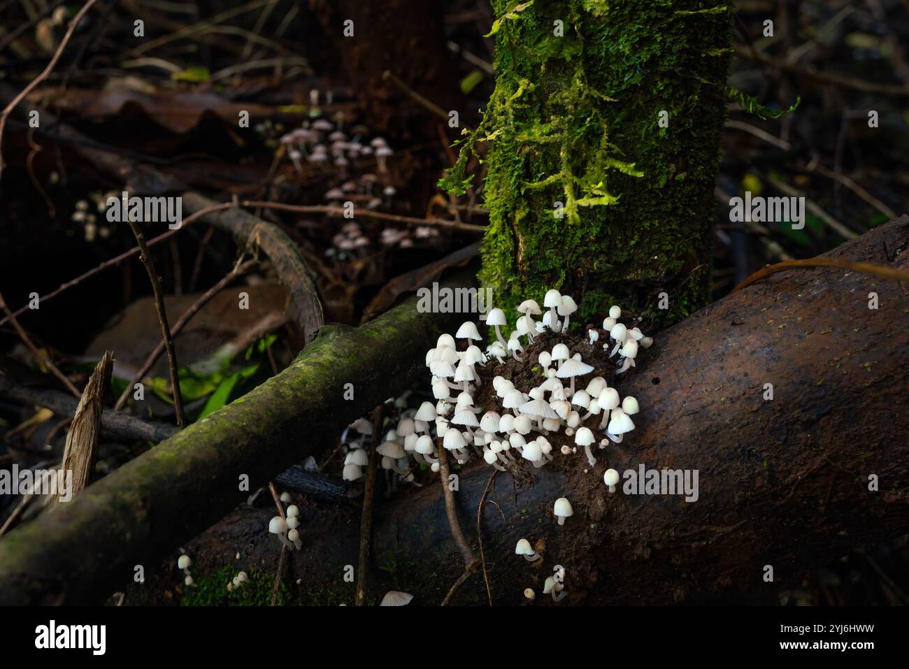 Feen Inkcap Pilze (Coprinellus disseminatus) Stockfoto