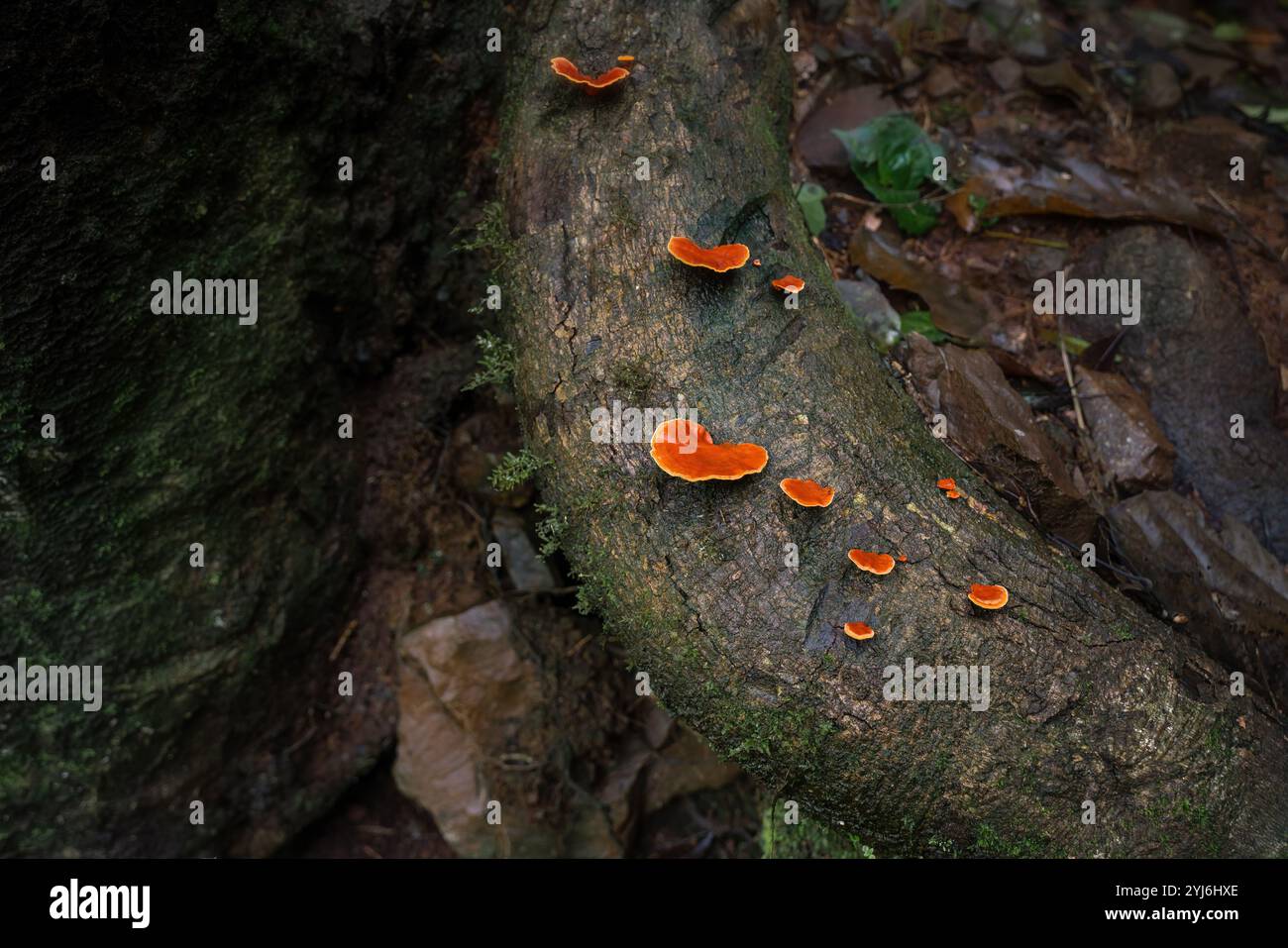 Blutrote Bracket Pilze (Pycnoporus sanguineus) Stockfoto