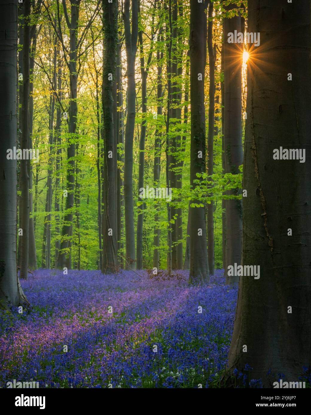 Sonnenaufgang im magischen Hallerbos Forest mit Bluebells Blooming, Belgien Stockfoto