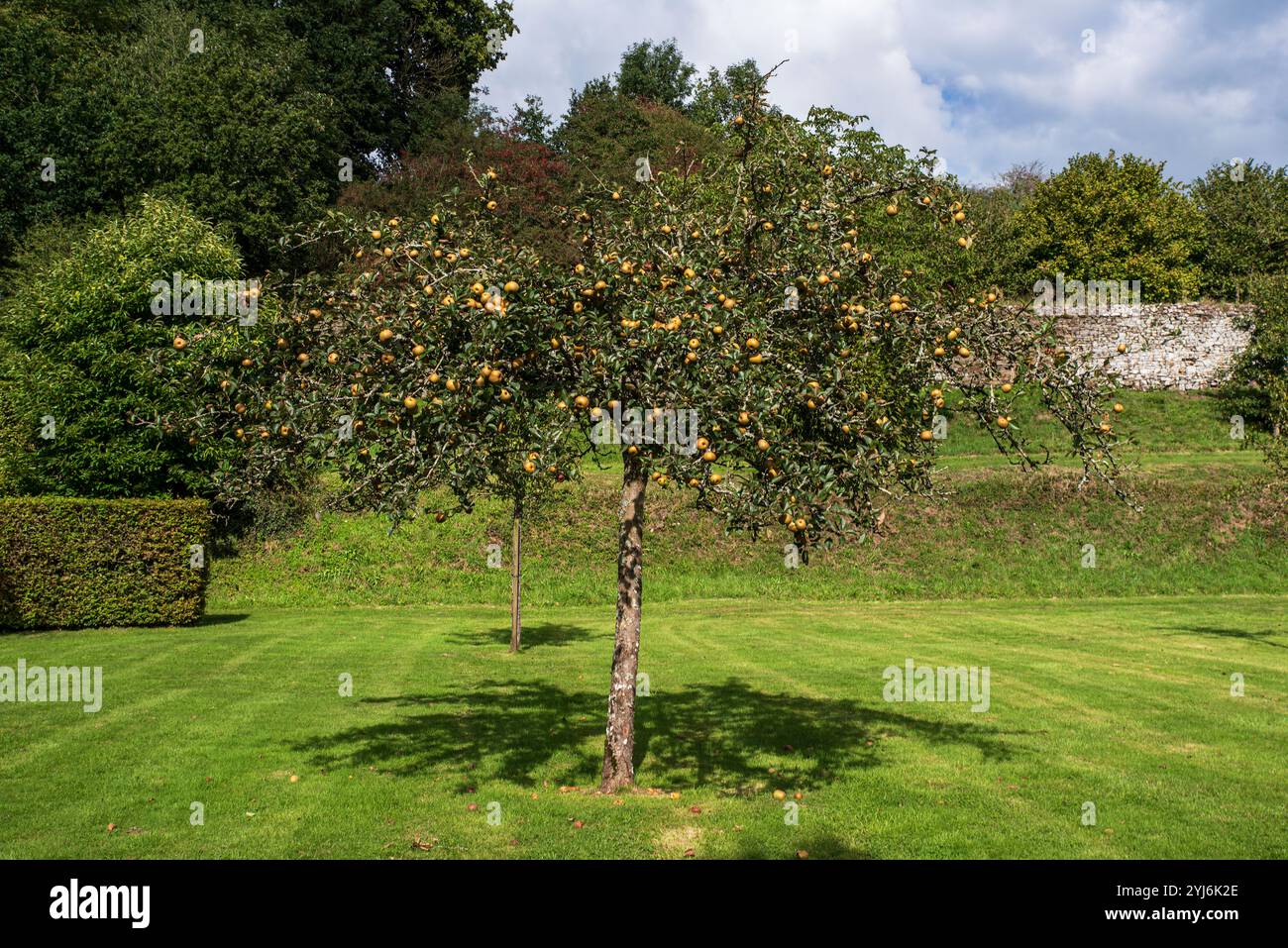 Nahaufnahme von Äpfeln auf einem Baum im Garten Stockfoto