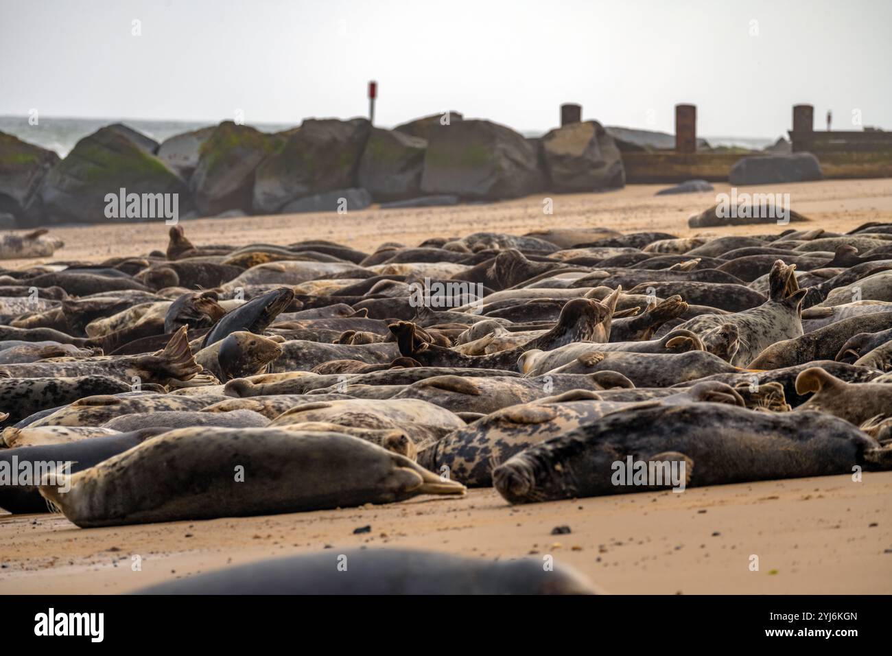 Graue Seehunde am Strand von Horsey Gap an der Norfolk Küste nördlich von Great Yarmouth Stockfoto