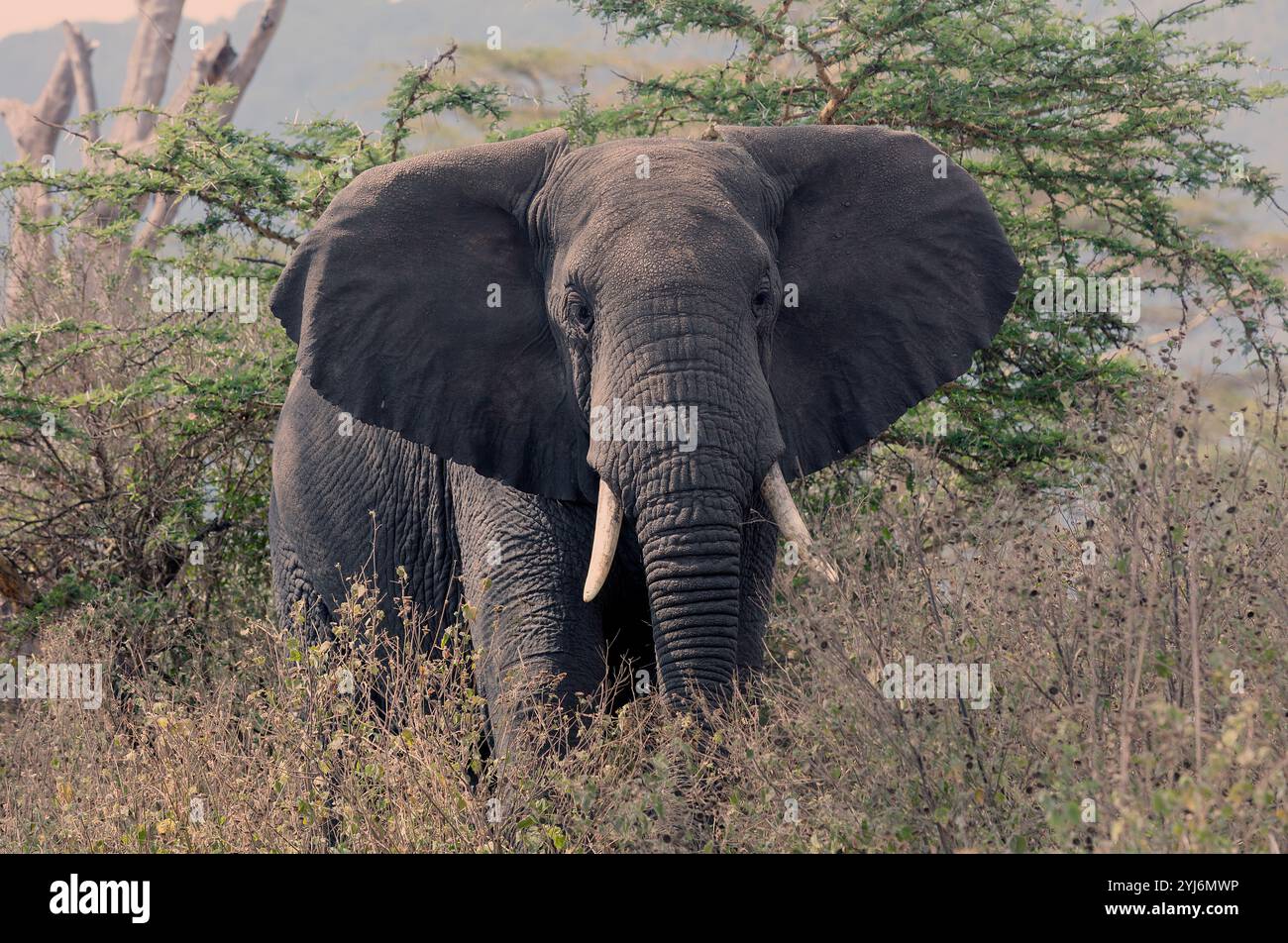 Männlicher Buschelefant in afrika Stockfoto