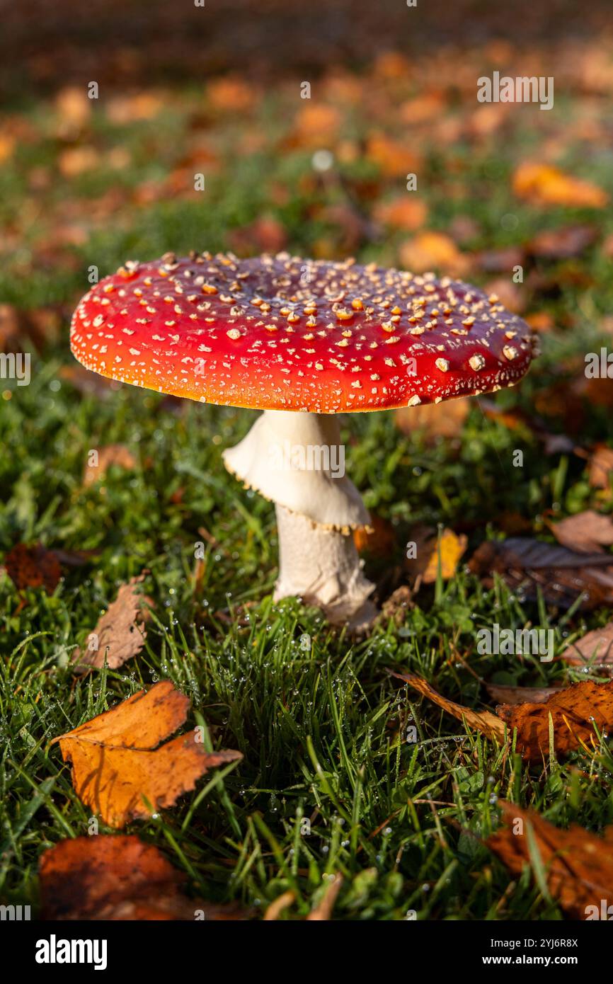 Roter Fliegenpilz auf einer Wiese steht Stockfoto