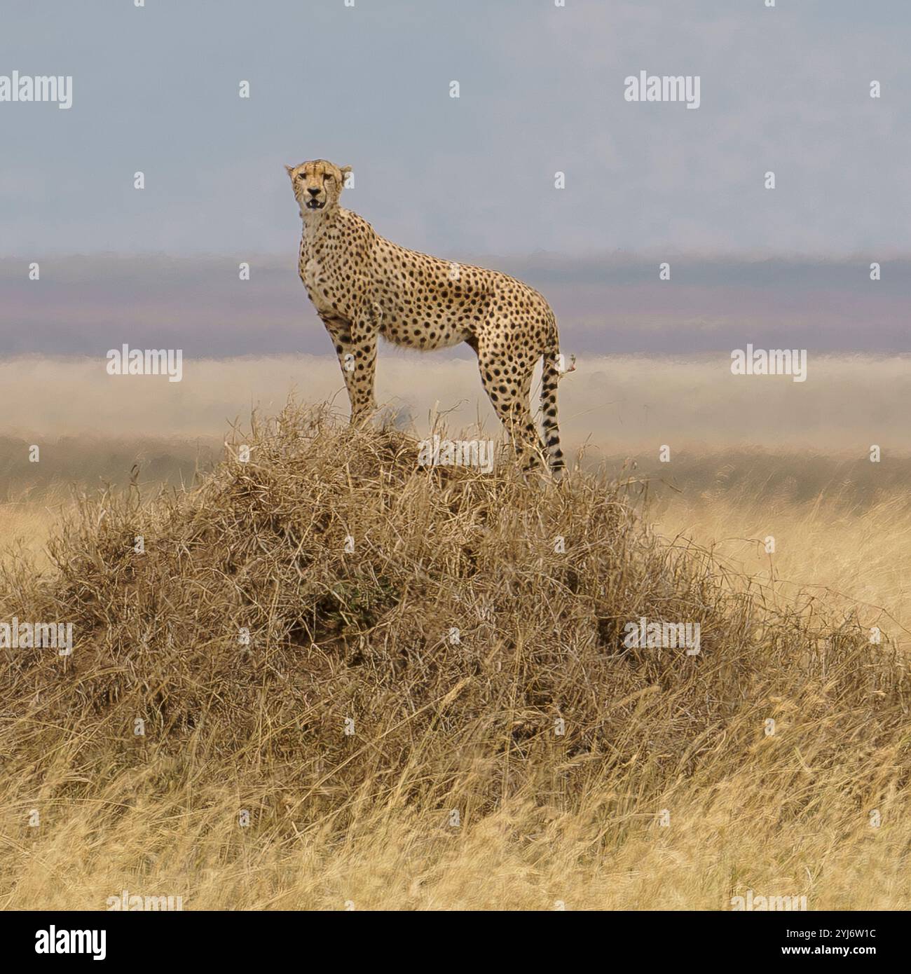 Gepard posiert auf einem abgerundeten Büschel Serengeti Tansania Stockfoto