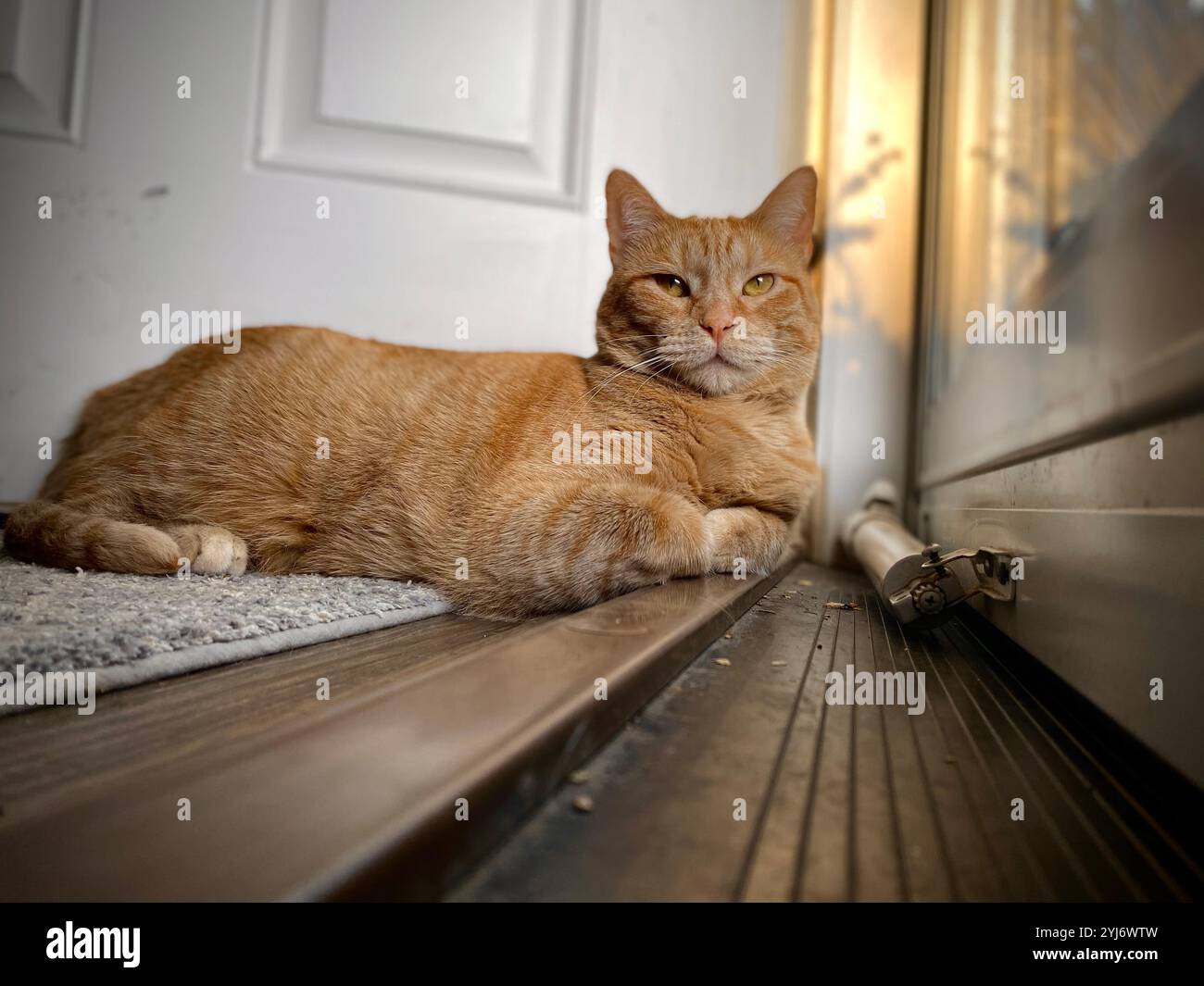 Eine orangene Tabbykatze, die im Sonnenlicht auf dem Boden liegt und sich im Fenster sonnt Stockfoto