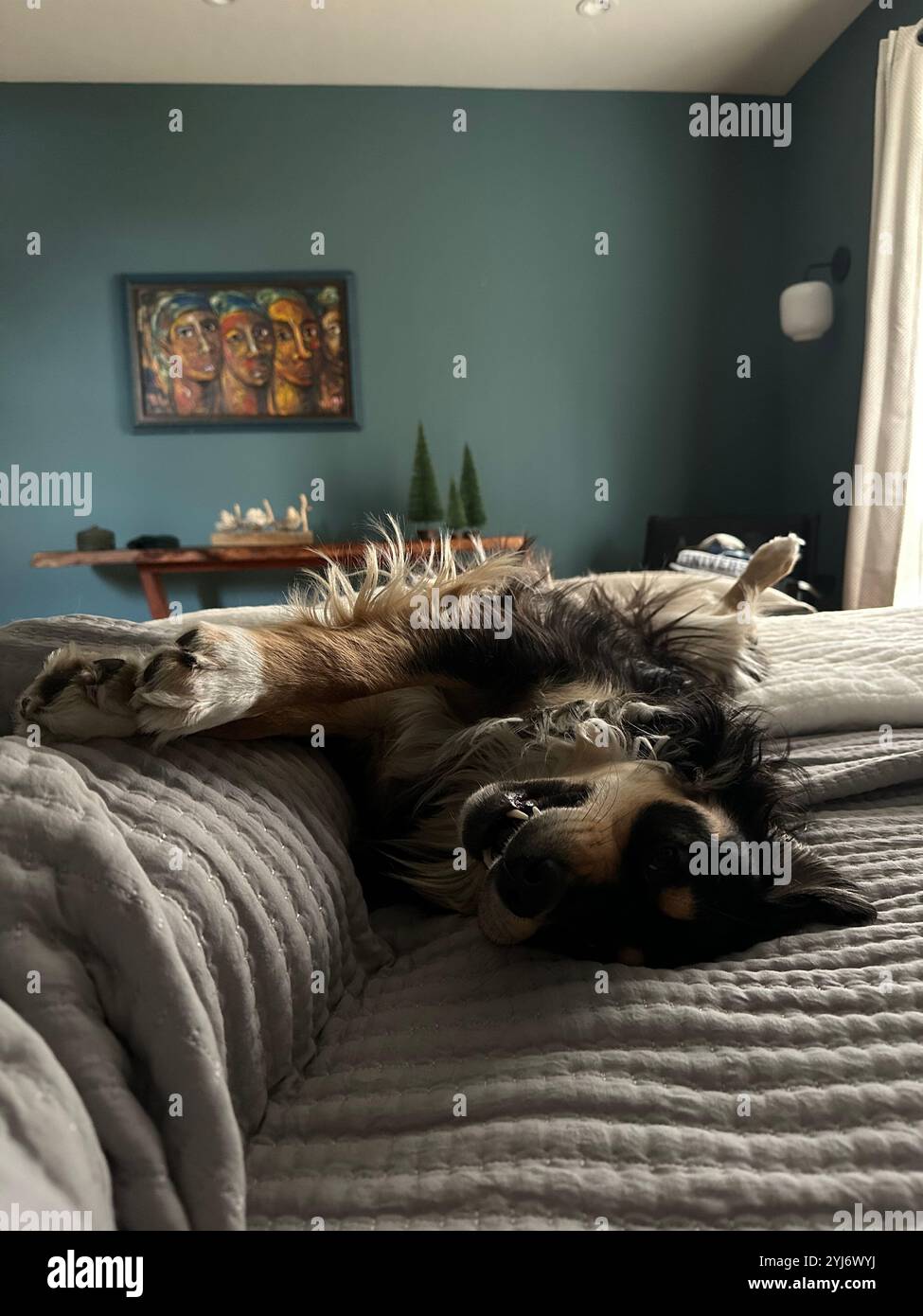 Ein verschlafener Hund, der in einem gemütlichen Bett liegt, ein fauler Welpe schläft Stockfoto