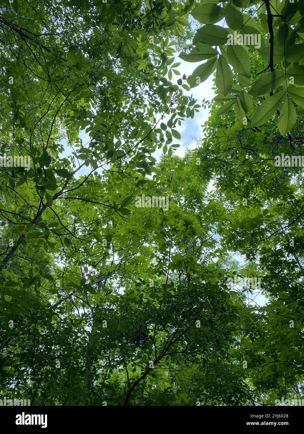 Malerischer Blick auf den Wald an einem Sommertag in Peachtree City, Georgia, USA Stockfoto