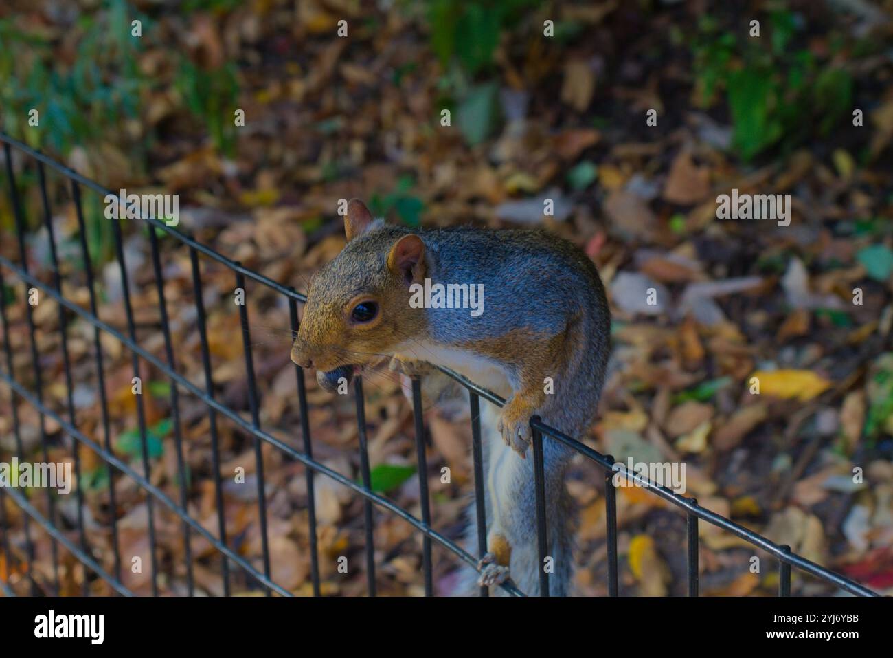 Eichhörnchen auf einem Zaun mit Nuss Stockfoto