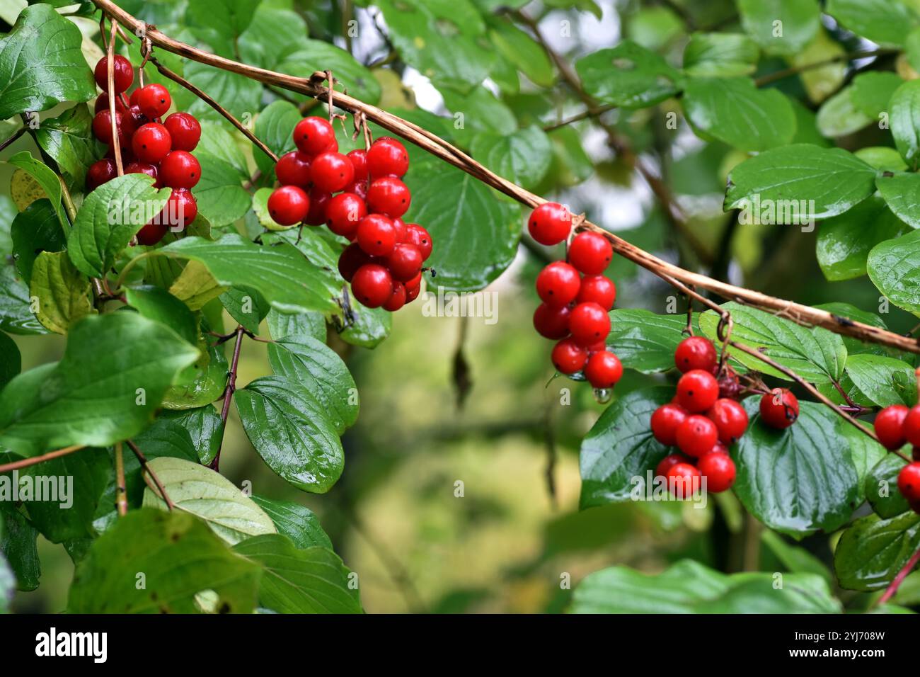 Toxische rote Früchte der Pflanze Dioscorea communis oder Tamus communis. Stockfoto