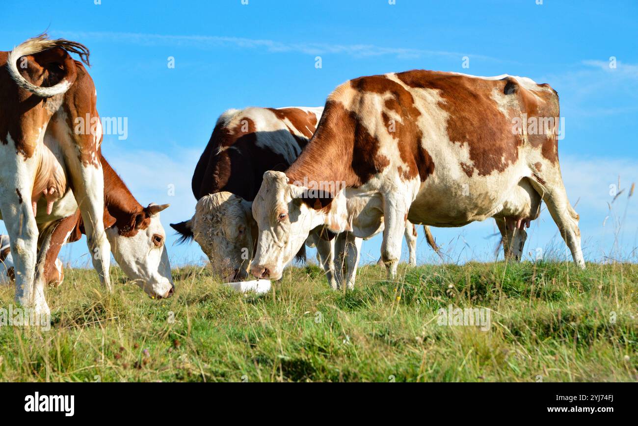 Herde von Montbeliarde-Kühen, die auf der Alm einen Salzleck lecken. Salzlecken ist eine einfache Möglichkeit, Tiere mit Mineralsalzen zu versorgen Stockfoto