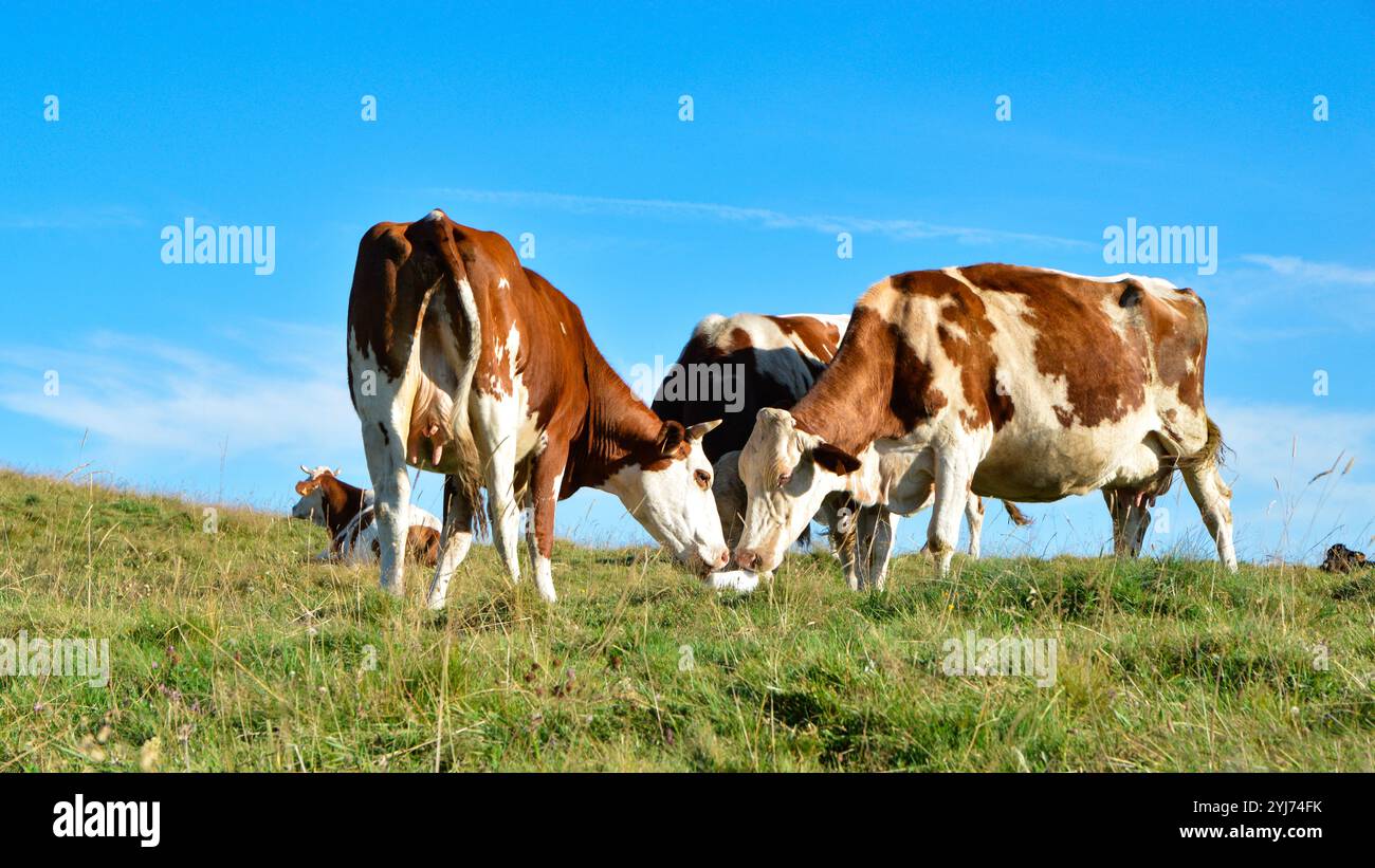 Herde von Montbeliarde-Kühen, die auf der Alm einen Salzleck lecken. Salzlecken ist eine einfache Möglichkeit, Tiere mit Mineralsalzen zu versorgen Stockfoto