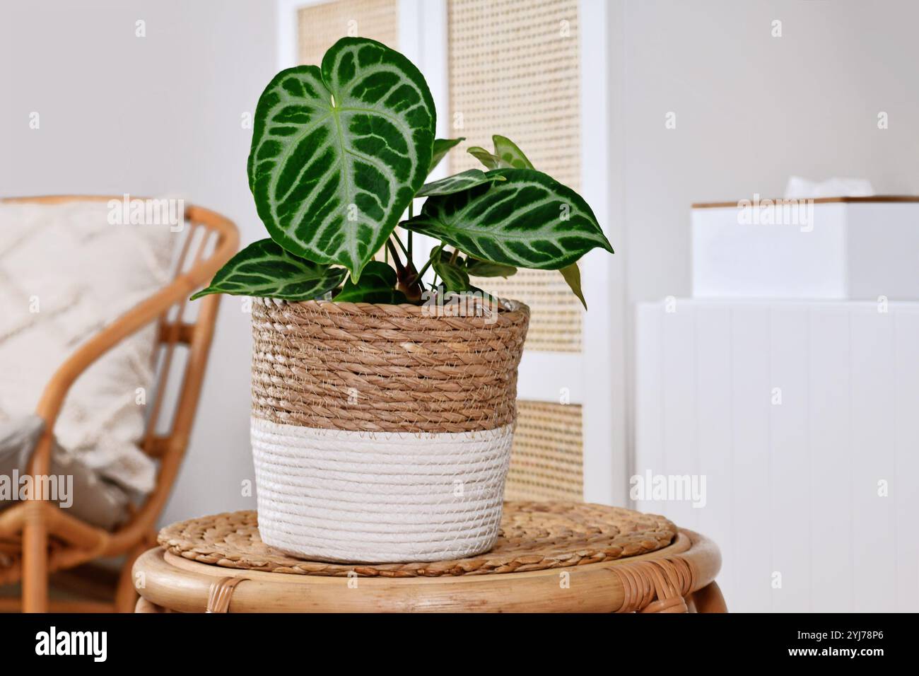 Topf Exotic 'Silver Blush Anthurium Crystallinum' Zimmerpflanze mit schönem Spitzenmuster auf Blättern auf weißem Hintergrund Stockfoto