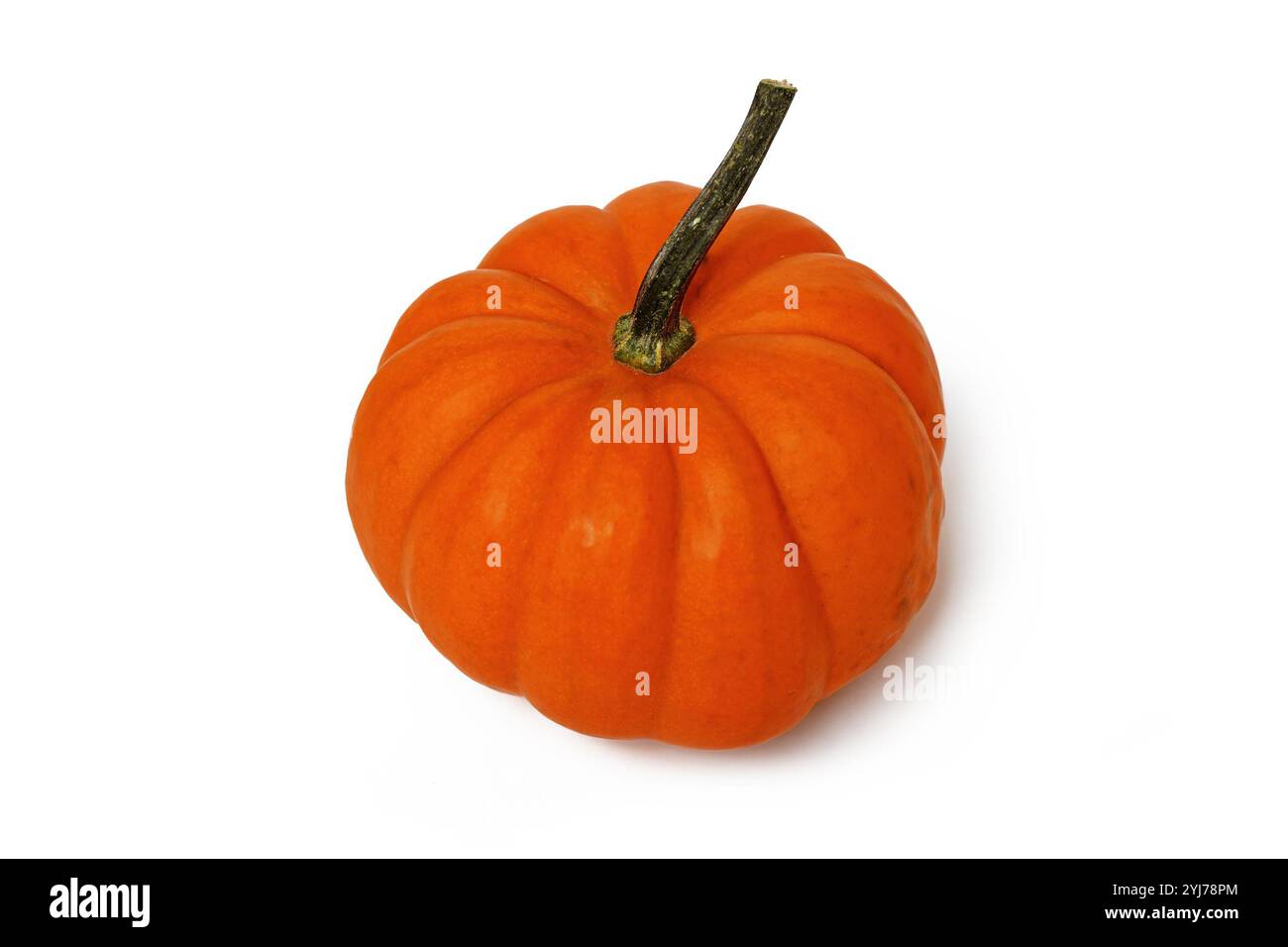 Hellorange Jack Be Little Kürbis auf weißem Hintergrund Stockfoto