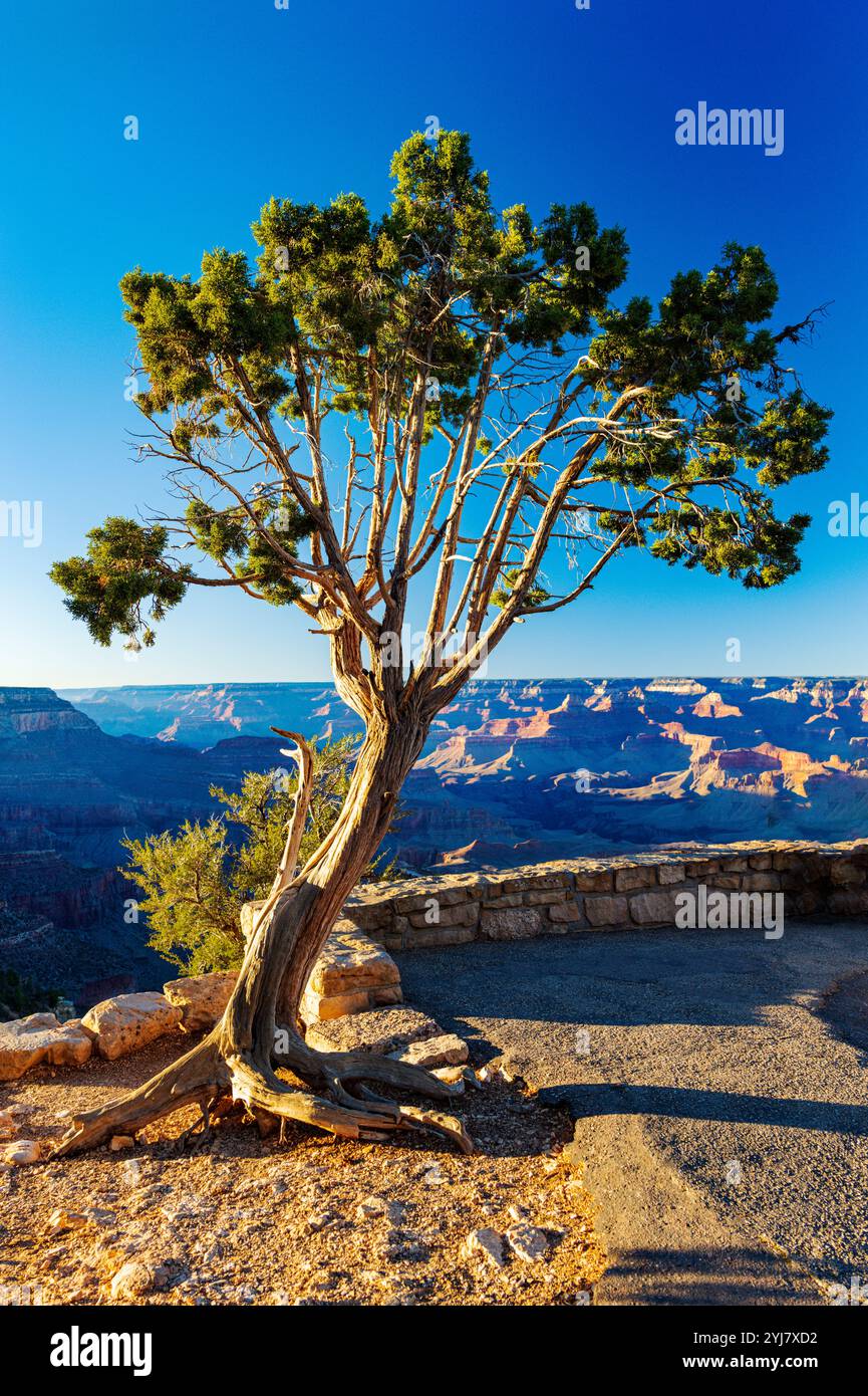 Warmes Licht am späten Tag; Grandview Point; Grand Canyon National Park; Arizona: USA Stockfoto