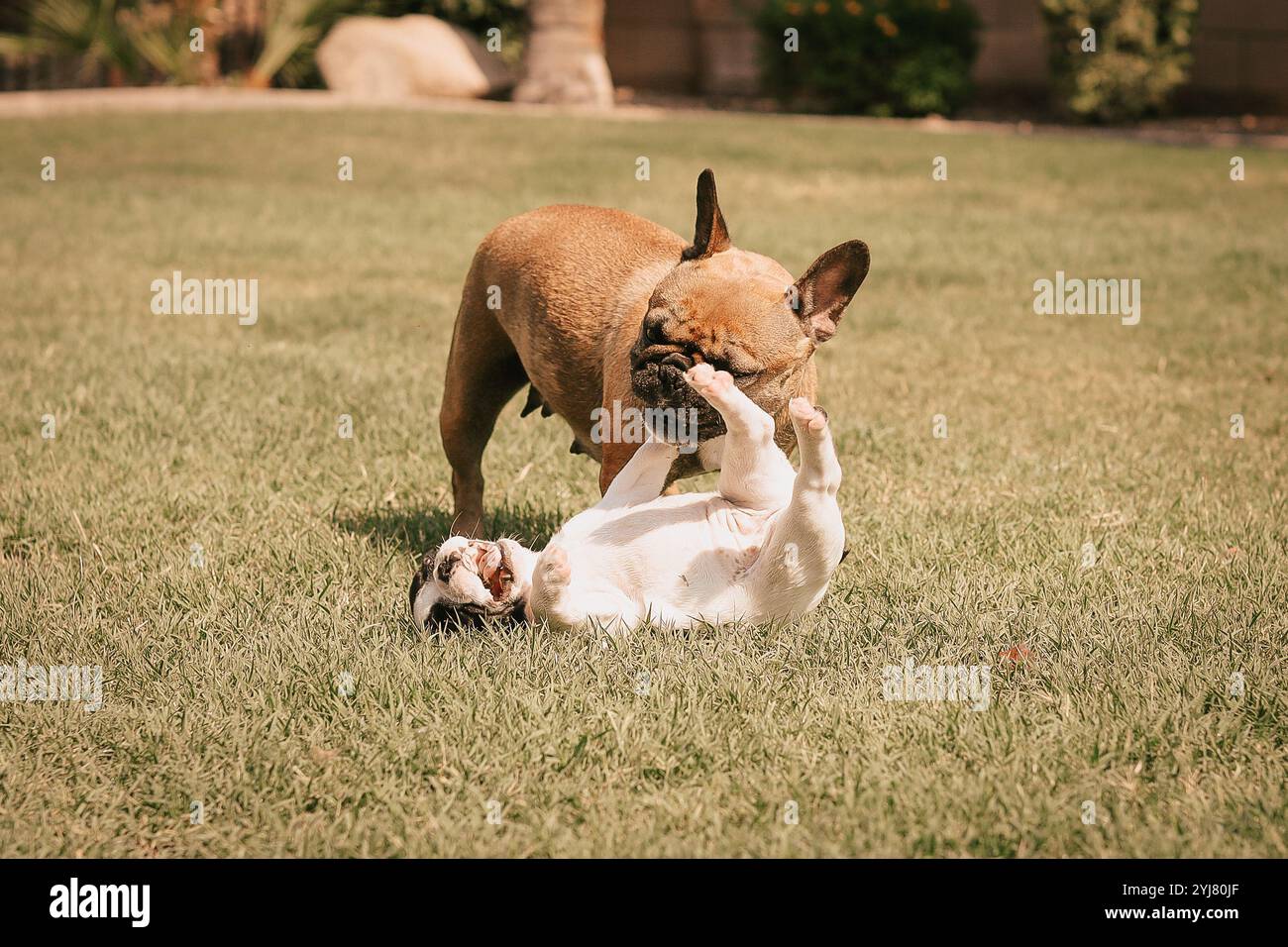 Schwarz weiß frenchie -Fotos und -Bildmaterial in hoher Auflösung – Alamy