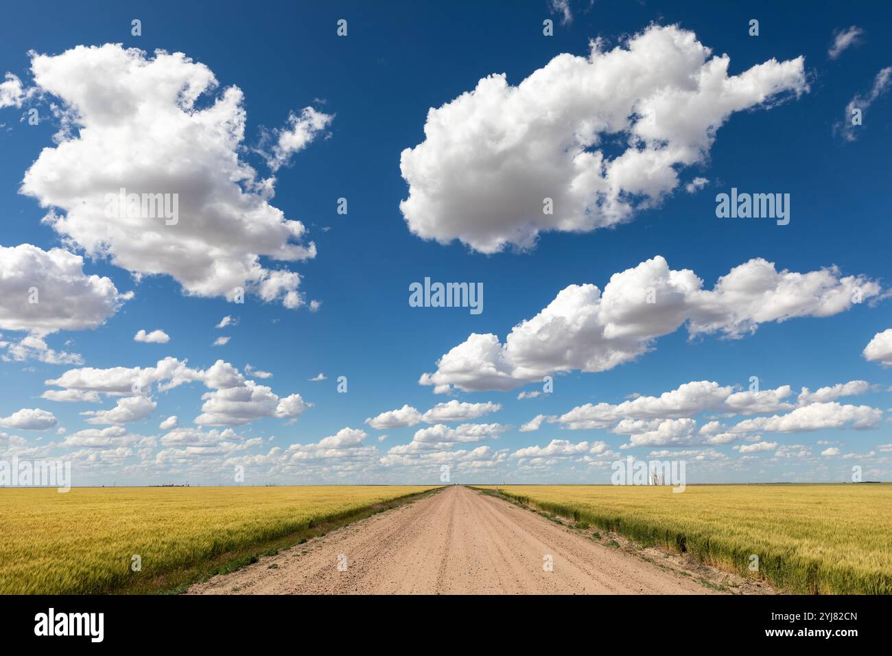 Hellblauer Himmel mit Kumuluswolken über einer Feldstraße durch ein Farmfeld in der Nähe von Garden City, Kansas Stockfoto