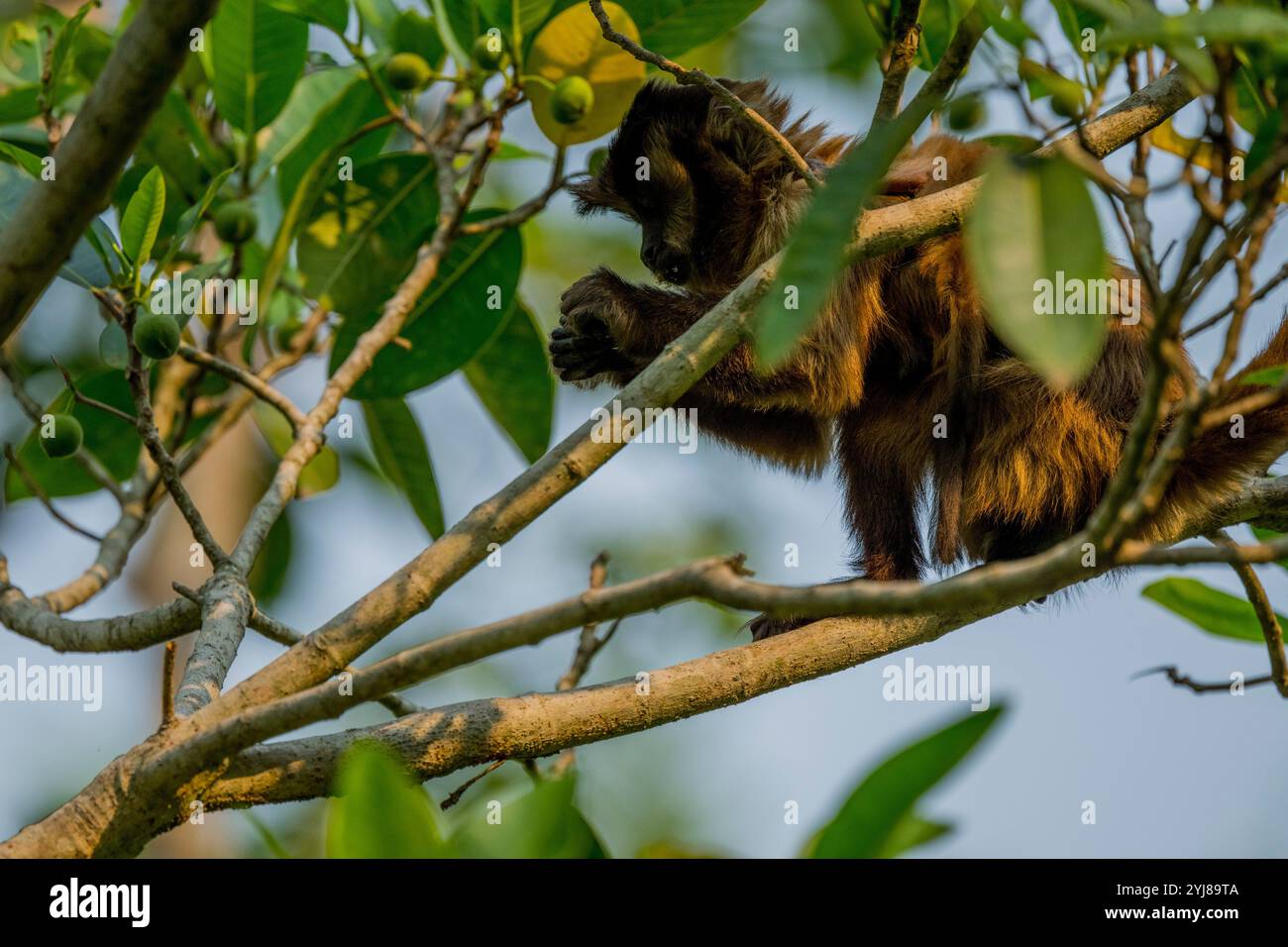 Ein getufteter Kapuzineraffe (Sapajus apella), auch bekannt als brauner Kapuziner, Kapuziner mit schwarzem Deckel, der in einem Baum in der Nähe von Bonito, Mato Grosso do Sul, Bra, lebt Stockfoto