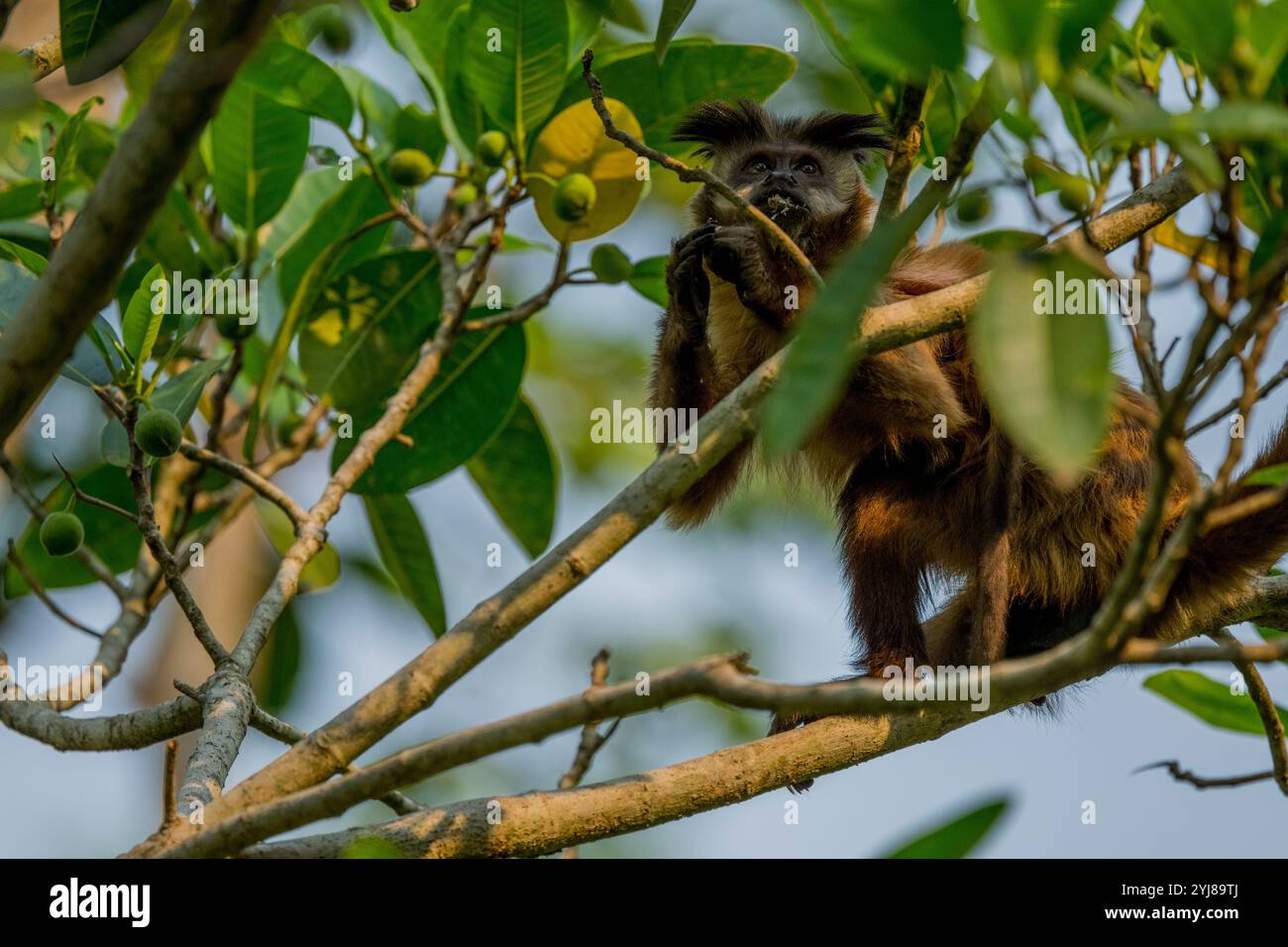 Ein getufteter Kapuzineraffe (Sapajus apella), auch bekannt als brauner Kapuziner, Kapuziner mit schwarzem Deckel, der in einem Baum in der Nähe von Bonito, Mato Grosso do Sul, Bra, lebt Stockfoto
