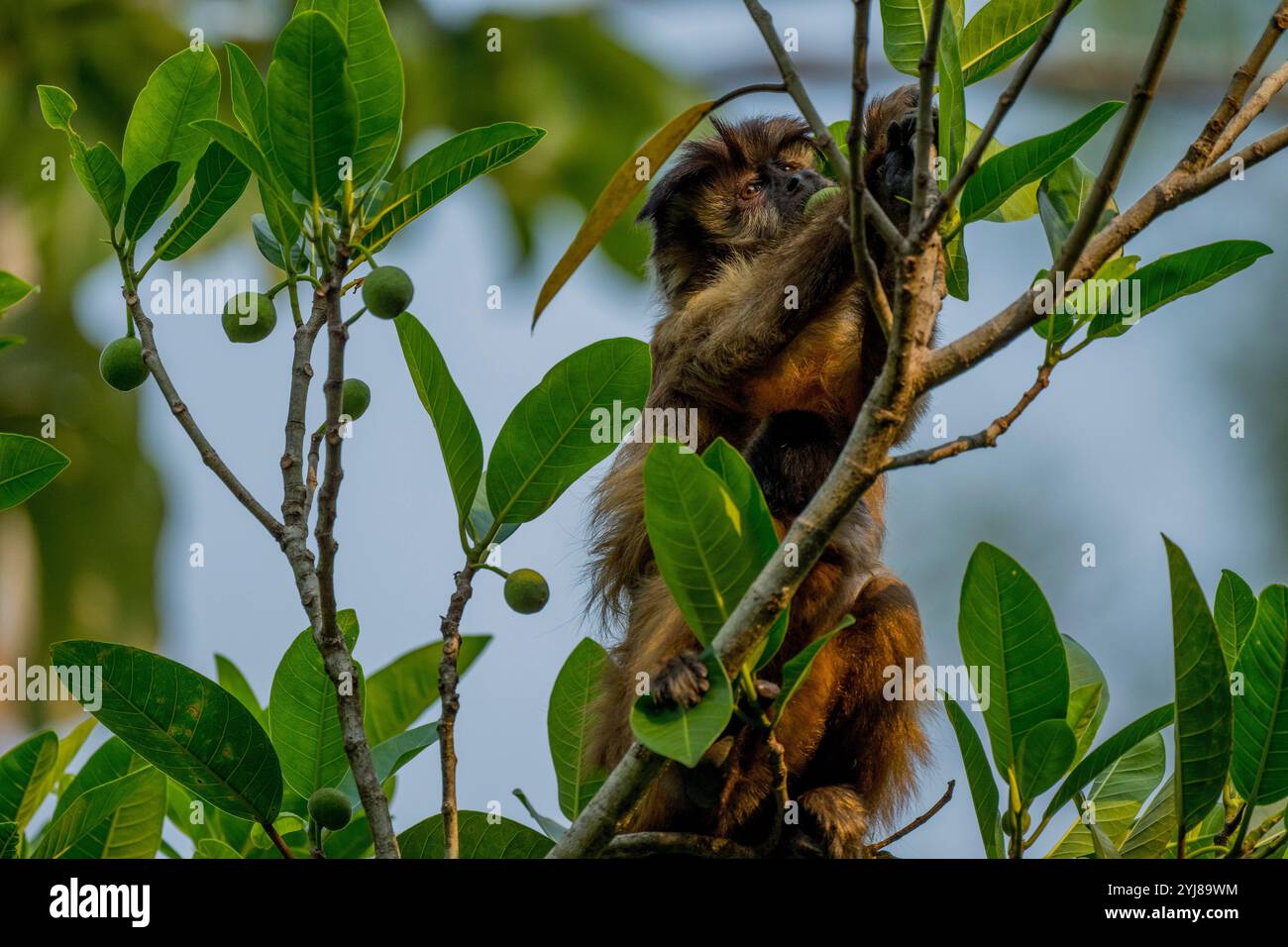 Ein getufteter Kapuzineraffe (Sapajus apella), auch bekannt als brauner Kapuziner, Kapuziner mit schwarzem Deckel, der in einem Baum in der Nähe von Bonito, Mato Grosso do Sul, Bra, lebt Stockfoto