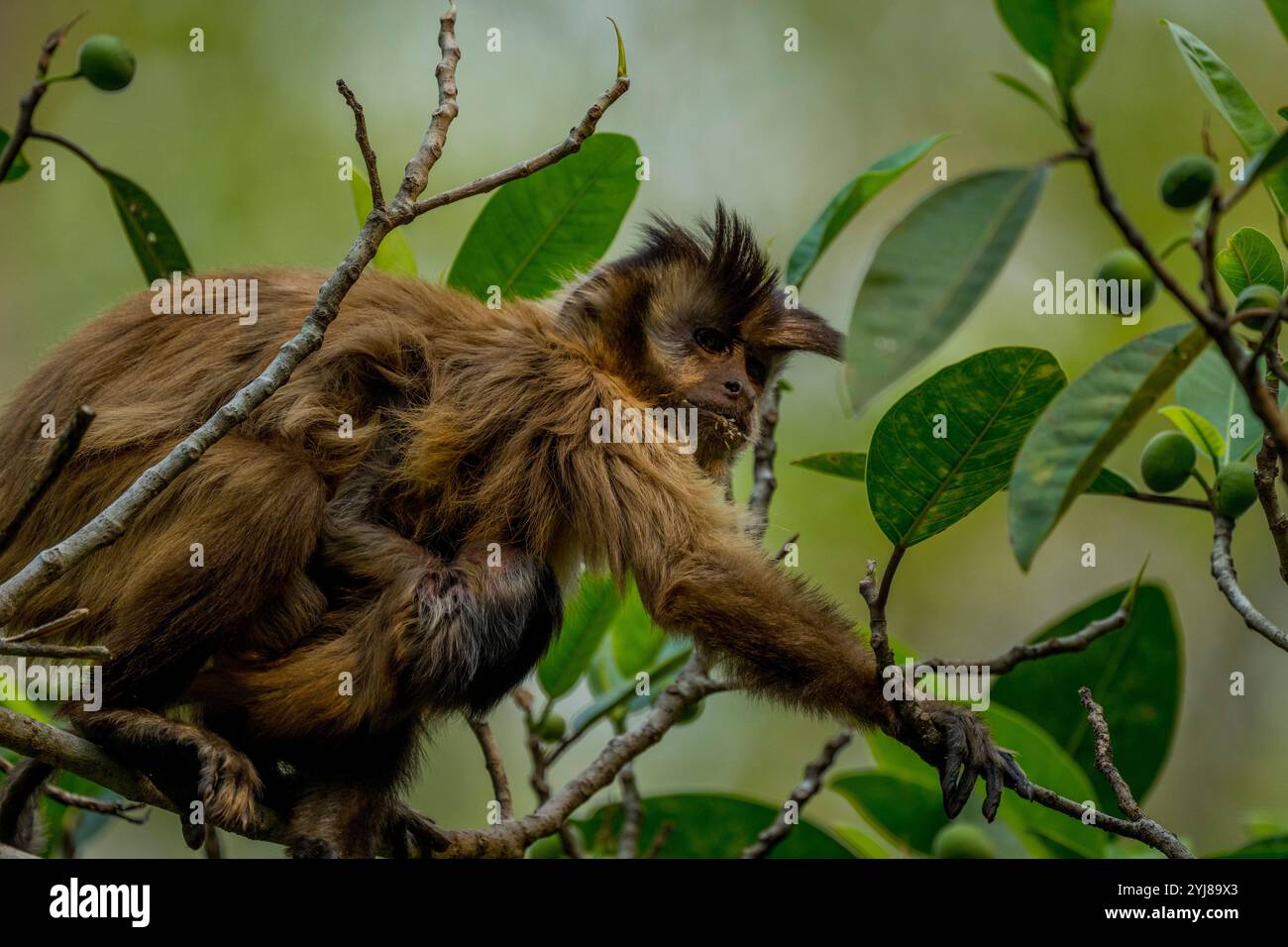 Ein getufteter Kapuzineraffe (Sapajus apella), auch bekannt als brauner Kapuziner, Kapuziner mit schwarzem Deckel, trägt ein Baby in einem Baum in der Nähe von Bonito, Mato Grosso do Stockfoto