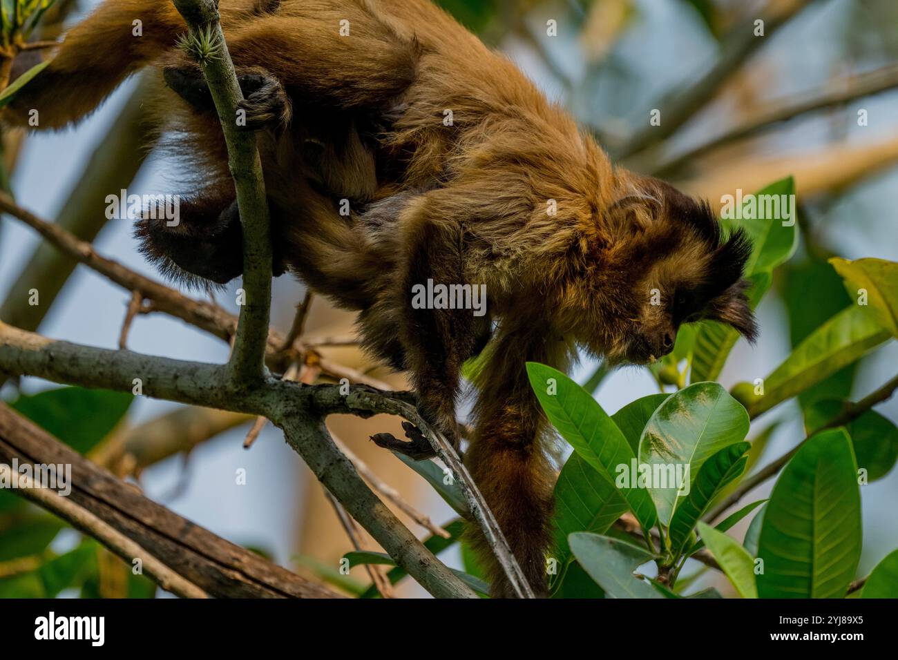 Ein getufteter Kapuzineraffe (Sapajus apella), auch bekannt als brauner Kapuziner, Kapuziner mit schwarzem Deckel, trägt ein Baby in einem Baum in der Nähe von Bonito, Mato Grosso do Stockfoto