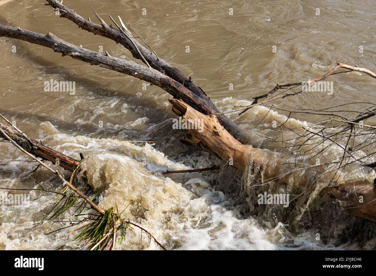 Gefallener Baum in turbulenten Flussgewässern bei Hochwasser, der die Kraft der Natur und die Umweltauswirkungen zeigt Stockfoto