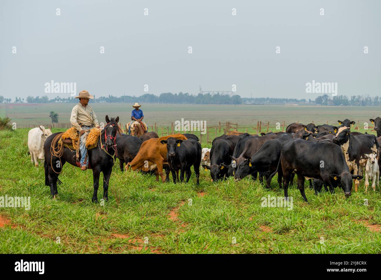 Brasilianische Cowboys, die Rinder in der Nähe von Bonito hüten, Mato Grosso do Sul, Brasilien. Stockfoto