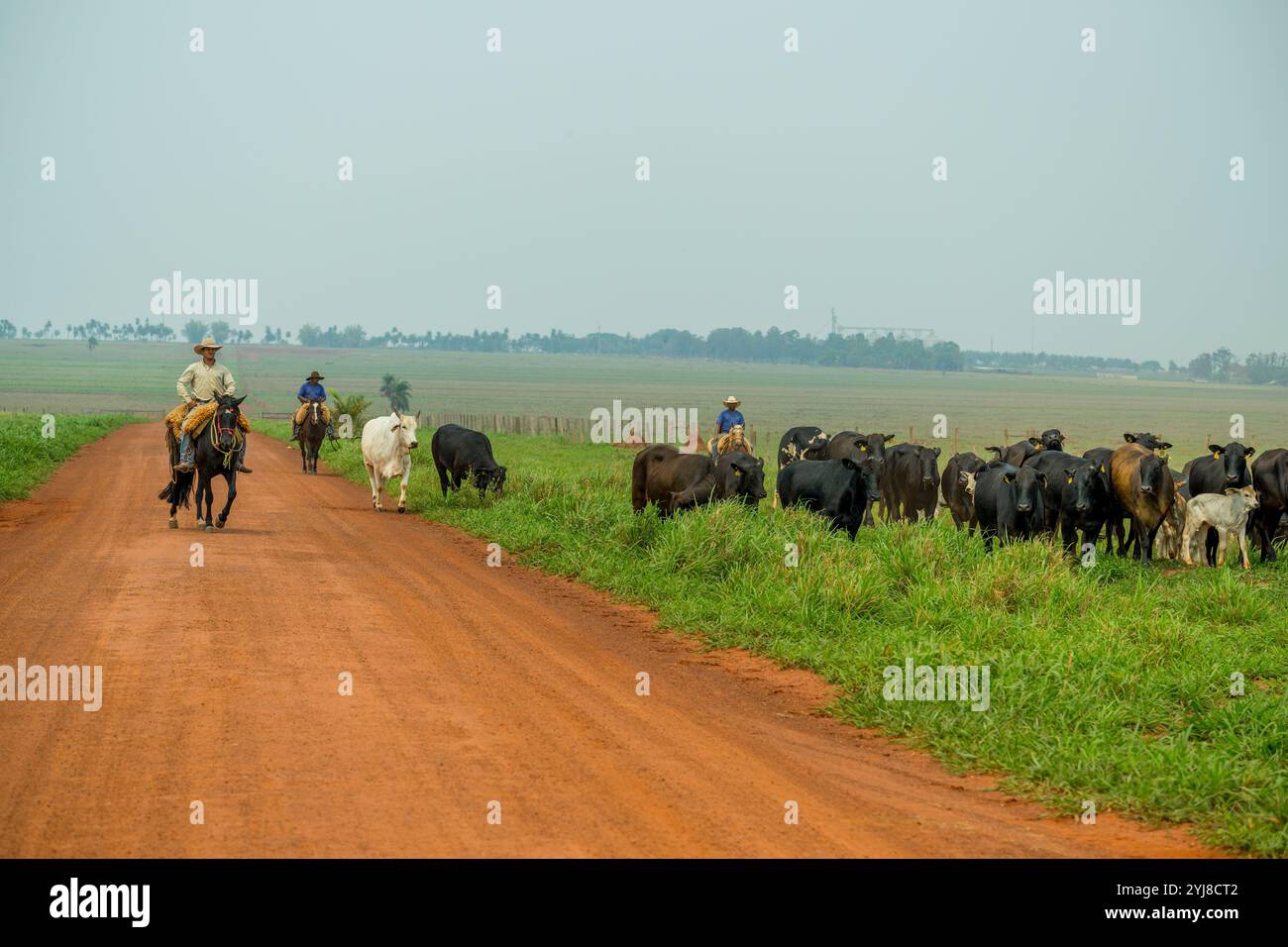 Brasilianische Cowboys, die Rinder in der Nähe von Bonito hüten, Mato Grosso do Sul, Brasilien. Stockfoto