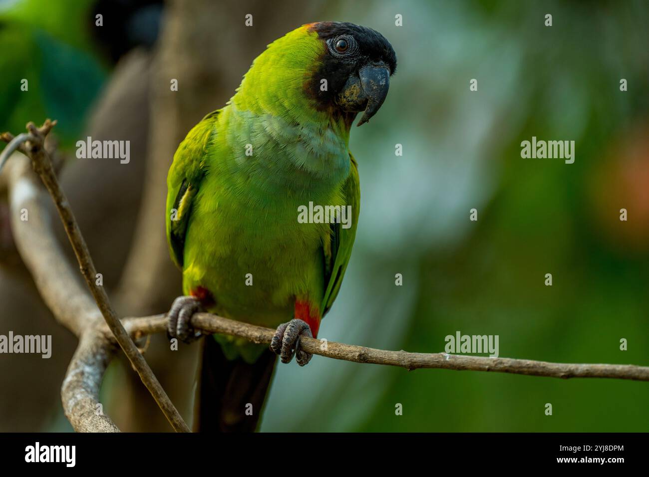 Ein Nanday-Sittich (Aratinga nenday), auch bekannt als Schwarzhauben-Sittich oder Nantag-Conure, in der Aguape Lodge im südlichen Pantanal, Mato Gros Stockfoto