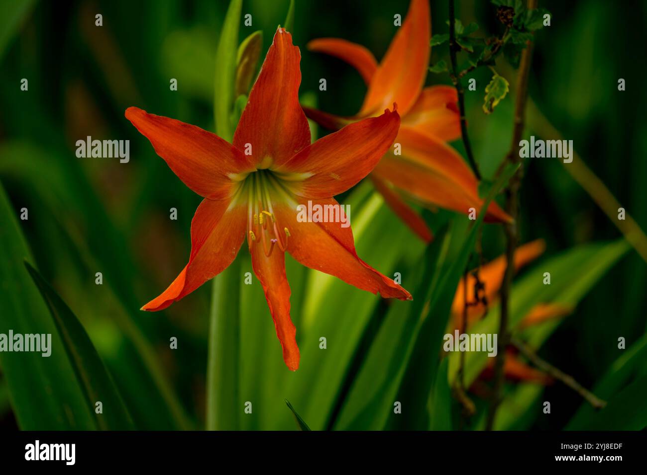 Amaryllis blüht in einem Garten in der Nähe von Bonito, Mato Grosso do Sul, Brasilien. Stockfoto