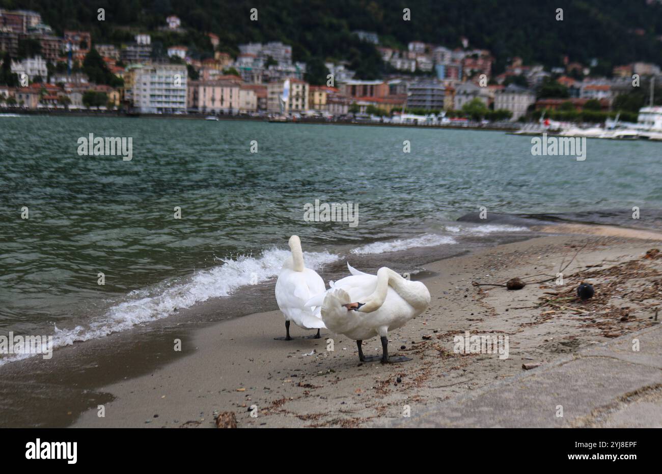 schöne Schwäne Stockfoto