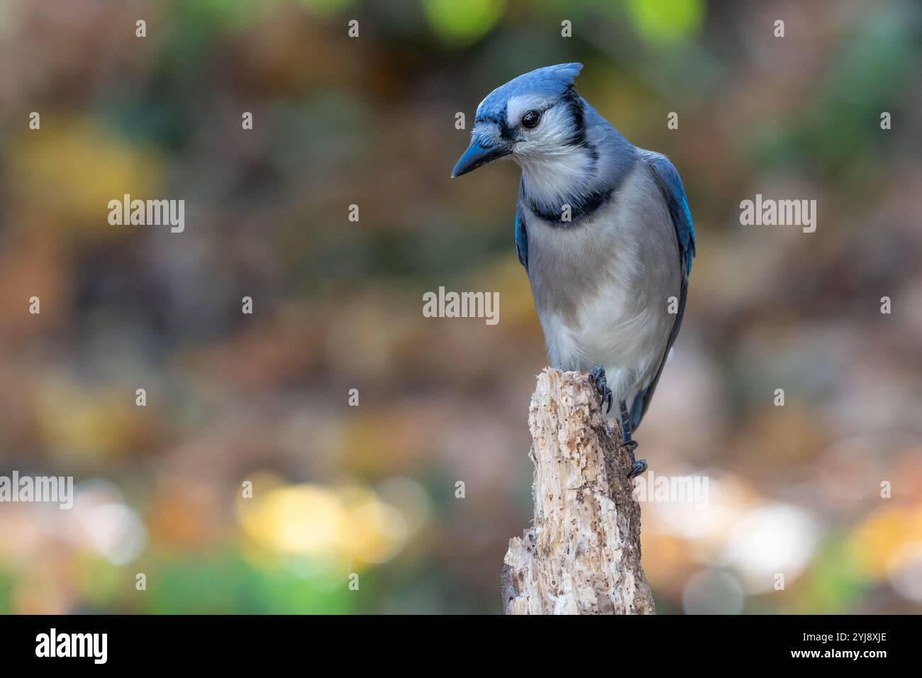 Blue Jay (Cyanocitta cristata) im Herbst, Pennsylvania Stockfoto