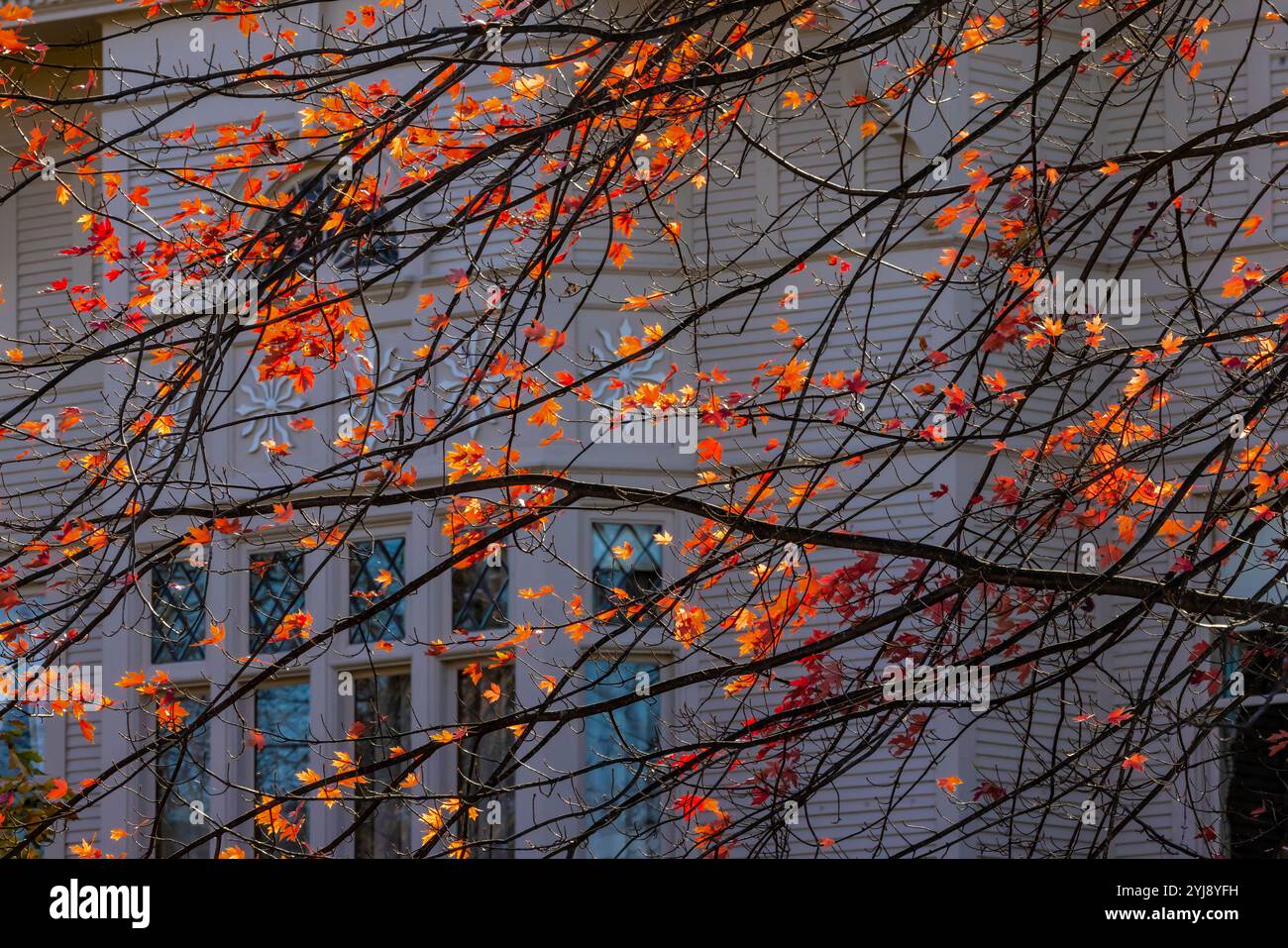 Herbstahornblätter vor einem klassischen alten Gebäude in Traverse City, Michigan, USA [keine Veröffentlichungen; nur redaktionelle Lizenzierung] Stockfoto