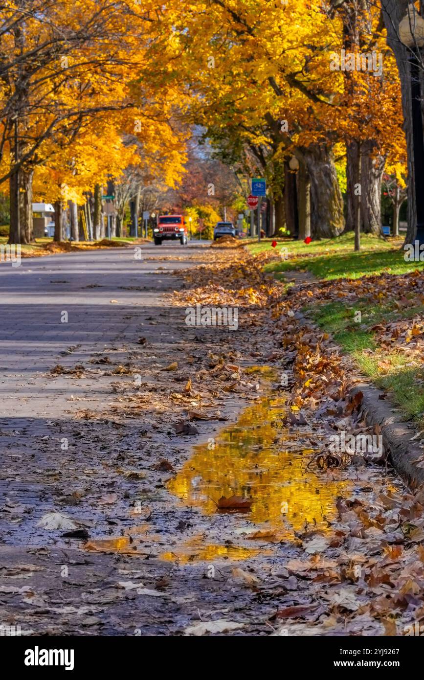 Straßenpfütze nach Regen reflektiert Herbstlaub in Traverse City, Michigan, USA [keine Veröffentlichungen; nur redaktionelle Lizenzierung} Stockfoto