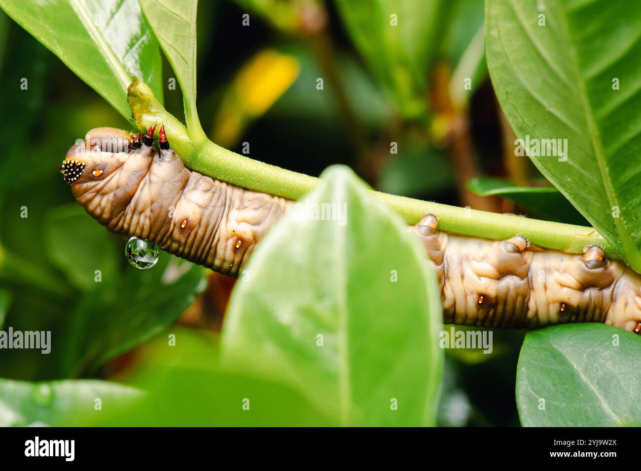 Raupen sind das Larvenstadium von Schmetterlingen und Falter. Sie sind faszinierende Kreaturen mit unterschiedlichem Aussehen und Verhalten. Stockfoto
