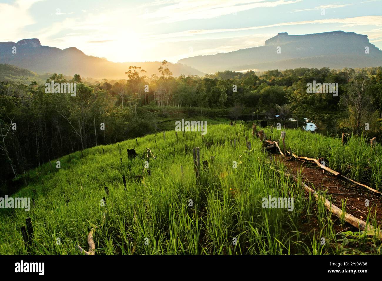 Landwirtschaftliches Feld im Hintergrund von Wäldern und Hügeln im Dorf Nanga Raun, Kalis, Kapuas Hulu, West Kalimantan, Indonesien. Stockfoto