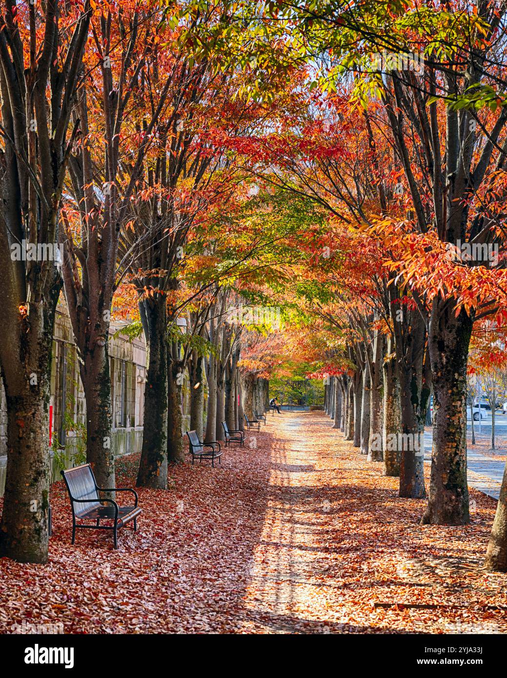 Beach Tree Row auf der Nassau Street im Herbst, Princeton, New Jersey, USA Stockfoto