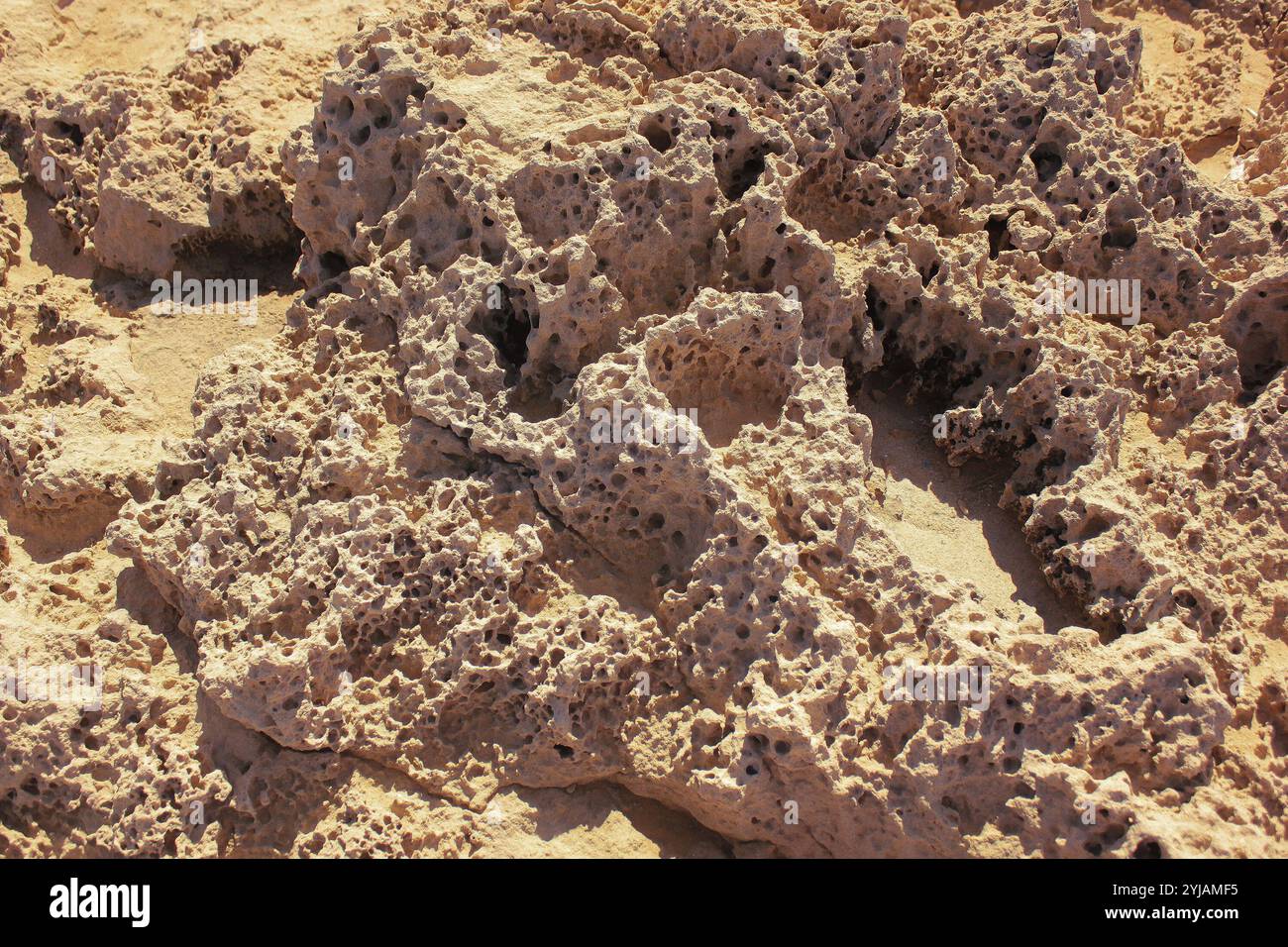 Nahaufnahme der Korallen. Hintergrund der Korallenbildung. Stockfoto