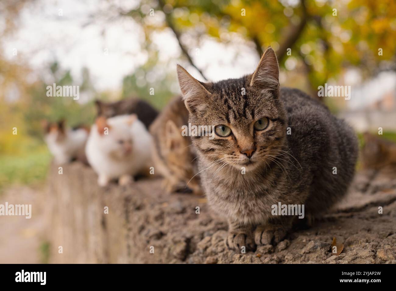 Gruppe von streunenden Katzen, hungrigen Tieren verschiedener Farben, die auf den Straßen der Stadt leben, die heimatlose Haustiere füttern und pflegen. Stockfoto