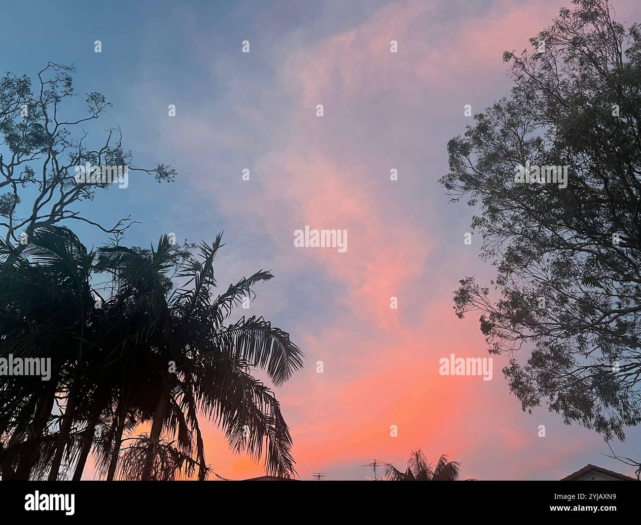 Ein rosafarbener und oranger Sonnenuntergang mit Palmen- und Gummibaumformen und Schatten am Himmel in Australien. Eine wunderschöne Skyline in der Abenddämmerung mit Blick nach Westen, blau und pfirsichfarben. - Smartphone-aufgenommenes Stockfoto
