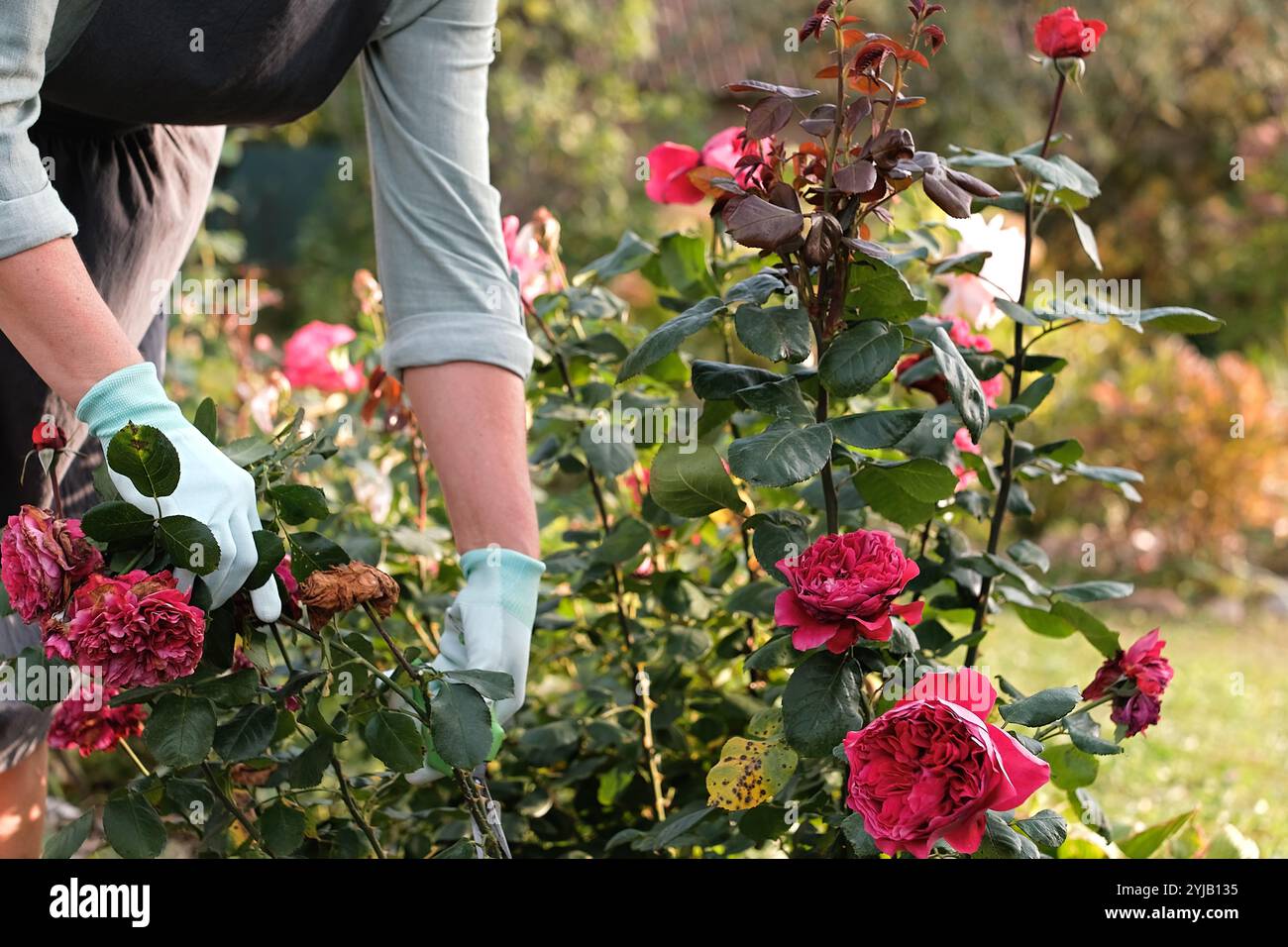 Eine Gärtnerin pflegt ihre Rosen und schneidet geschickt ab. Nahaufnahme. Ich kümmere mich um einen Rosengarten. Stockfoto