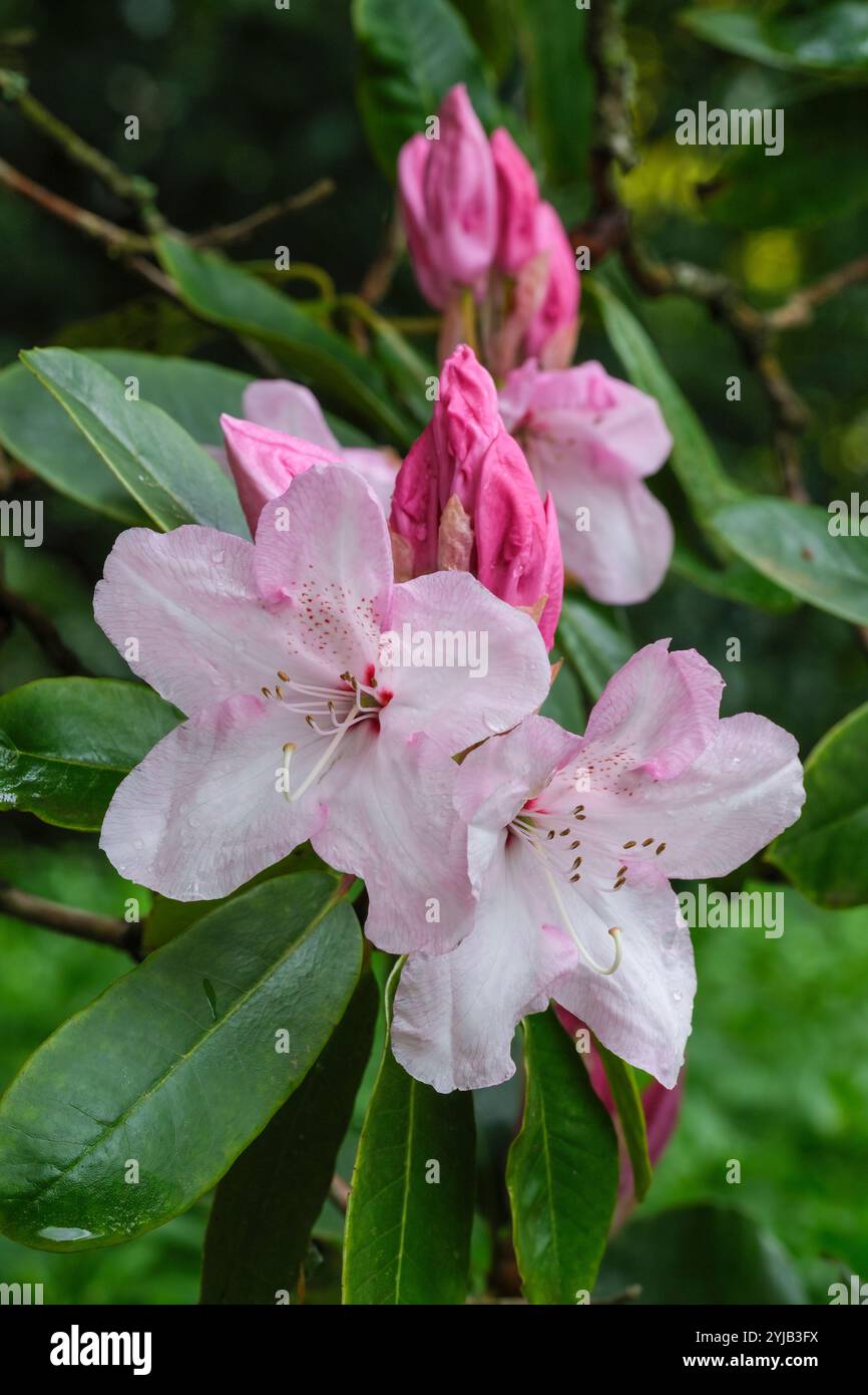 Rhododendron Halopeanum, Rhododendron Weiße Perle, weiße Blüten Kehle von gesprenkelten Karmesin im späten Frühjahr Stockfoto