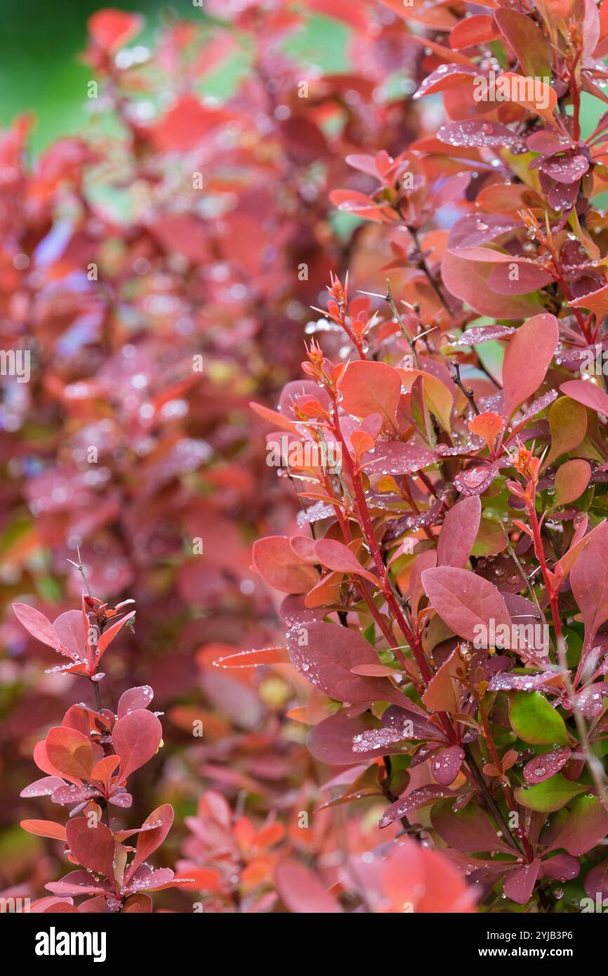 Berberis thunbergii Orange Rocket, Japanische Berberitze Orange Rocket, Berberis thunbergii Painter's Palette, rot-orange Blätter im späten Frühjahr Stockfoto